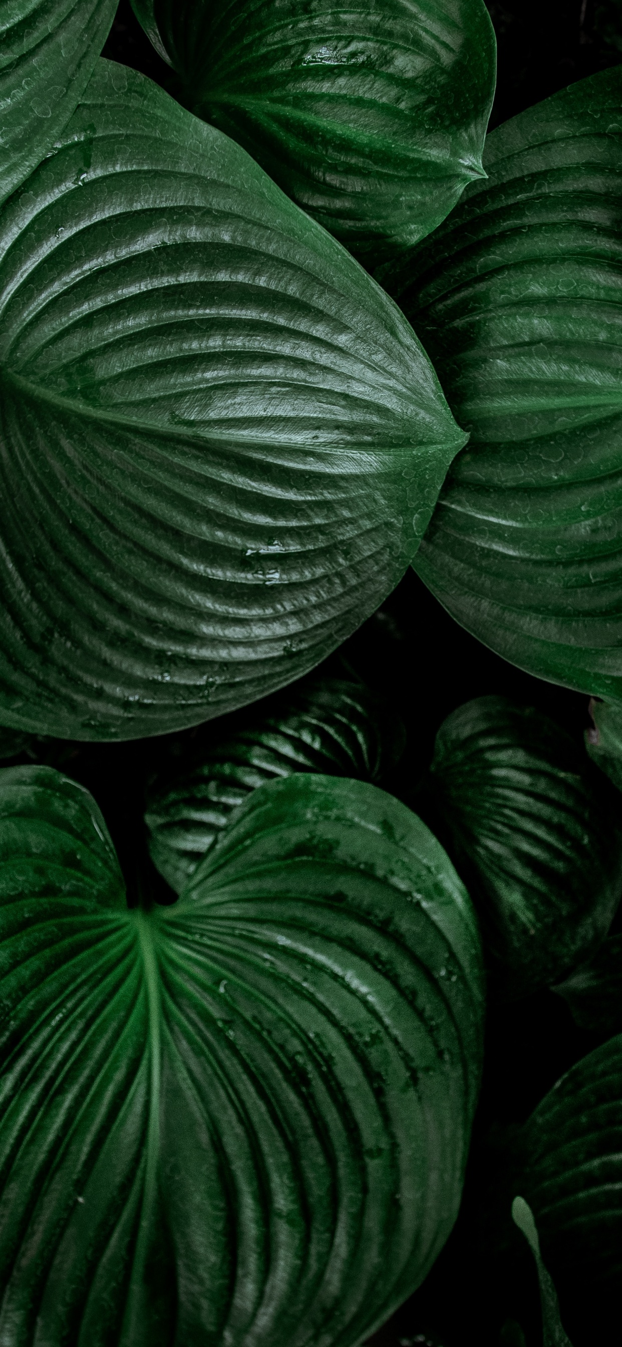 Gr, Blatt, Botanik, Muster, Symmetrie. Wallpaper in 1242x2688 Resolution