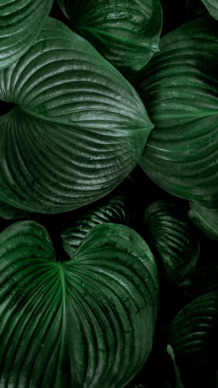 Green, Leaf, Botany, Plant, Pattern. Wallpaper in 720x1280 Resolution