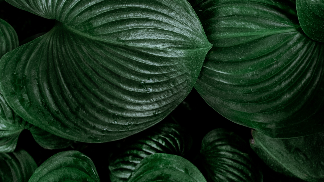 Green, Feuille, Botanique, Symétrie, Art. Wallpaper in 1366x768 Resolution