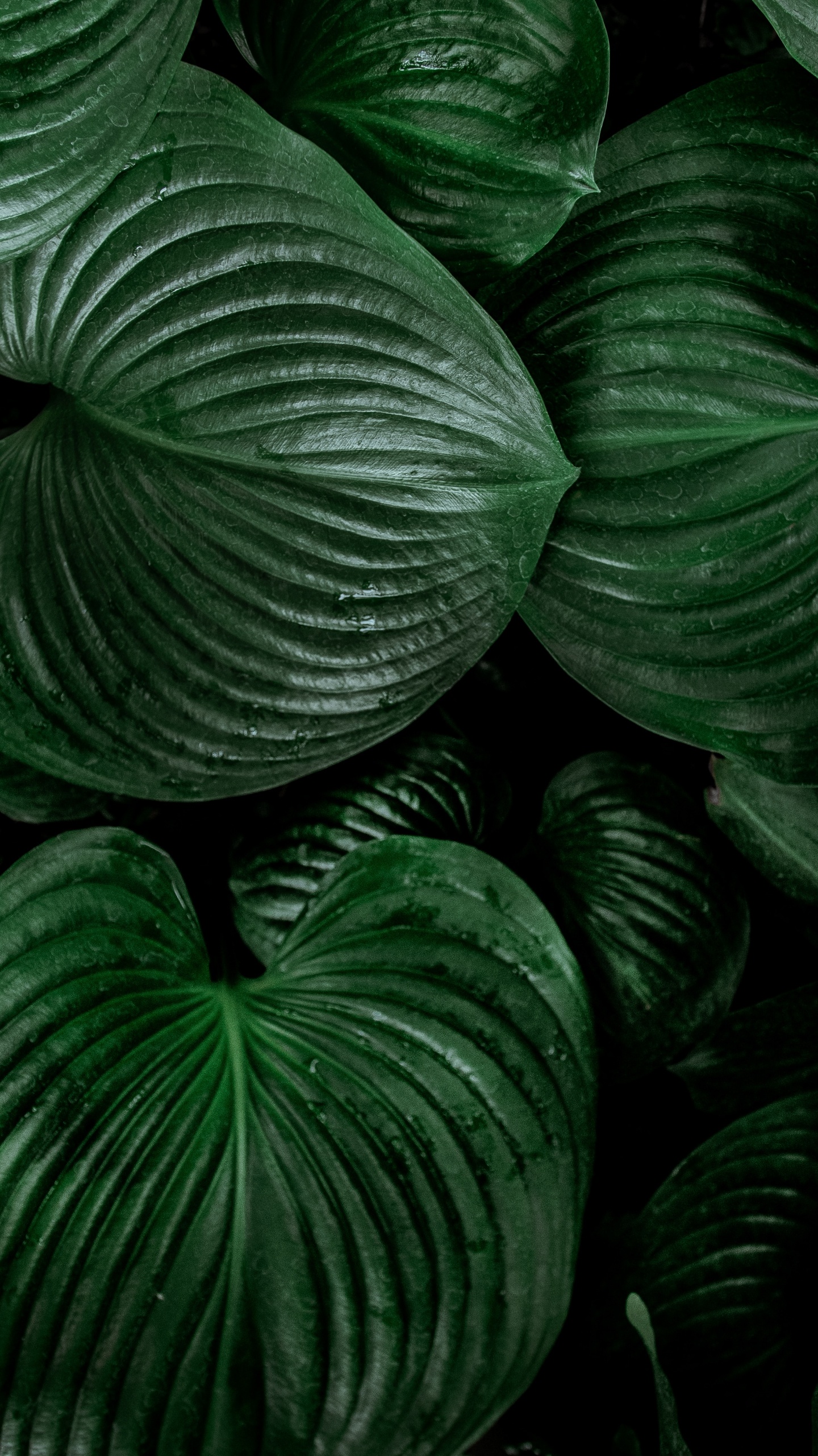 Green, Feuille, Botanique, Symétrie, Art. Wallpaper in 1440x2560 Resolution