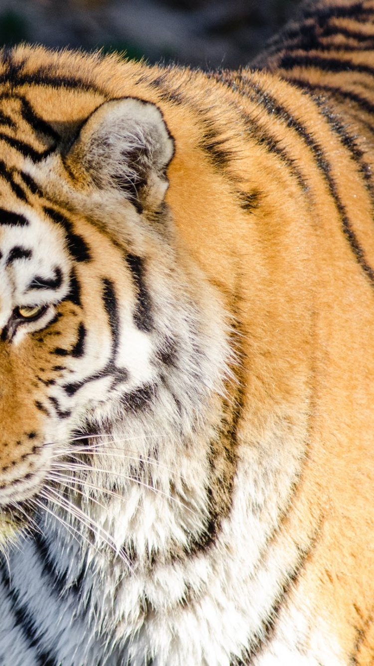 Brown and White Tiger on Brown Ground. Wallpaper in 750x1334 Resolution