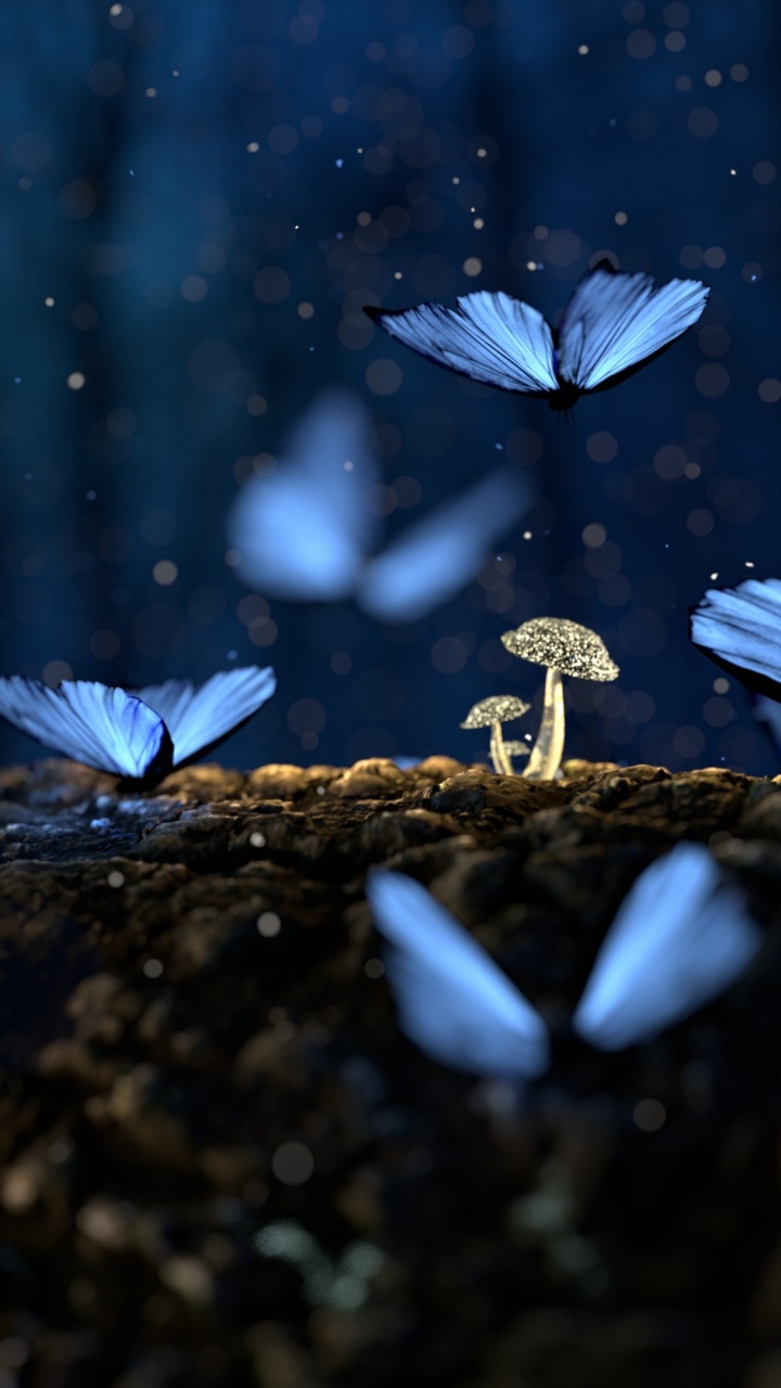 White Bird on Brown Soil During Daytime. Wallpaper in 720x1280 Resolution