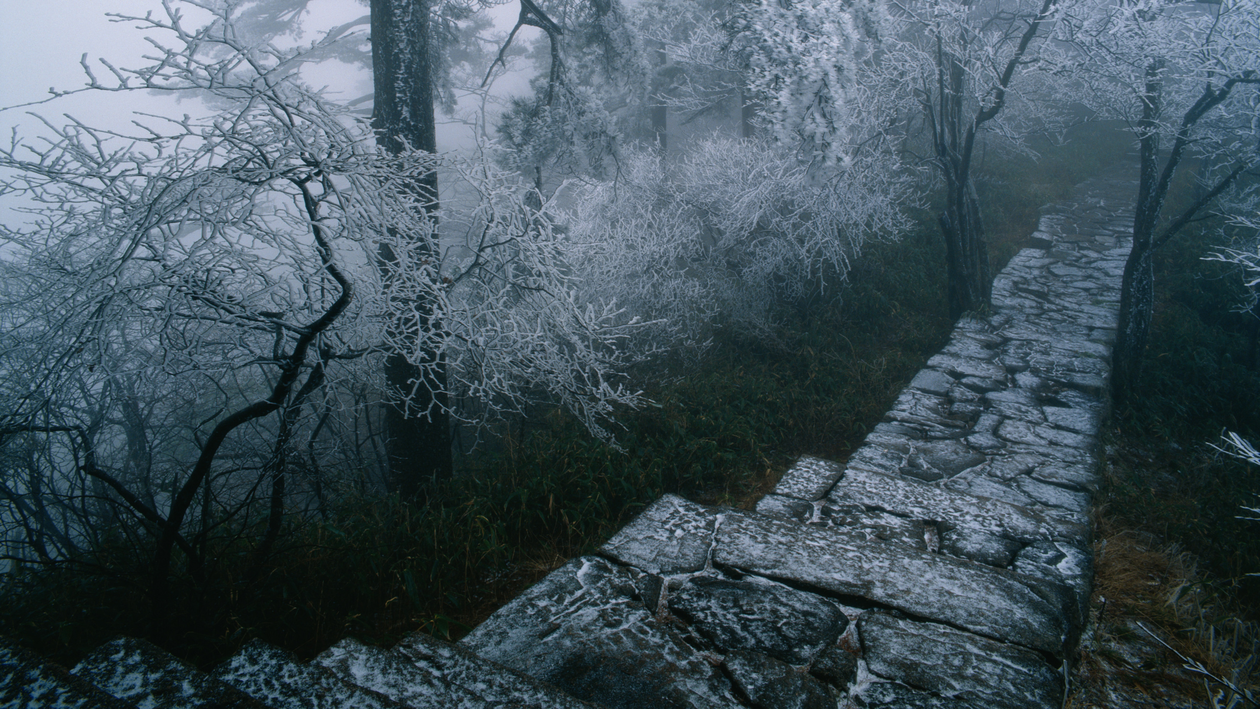 Foto en Escala de Grises de Árboles Cubiertos de Nieve.. Wallpaper in 2560x1440 Resolution