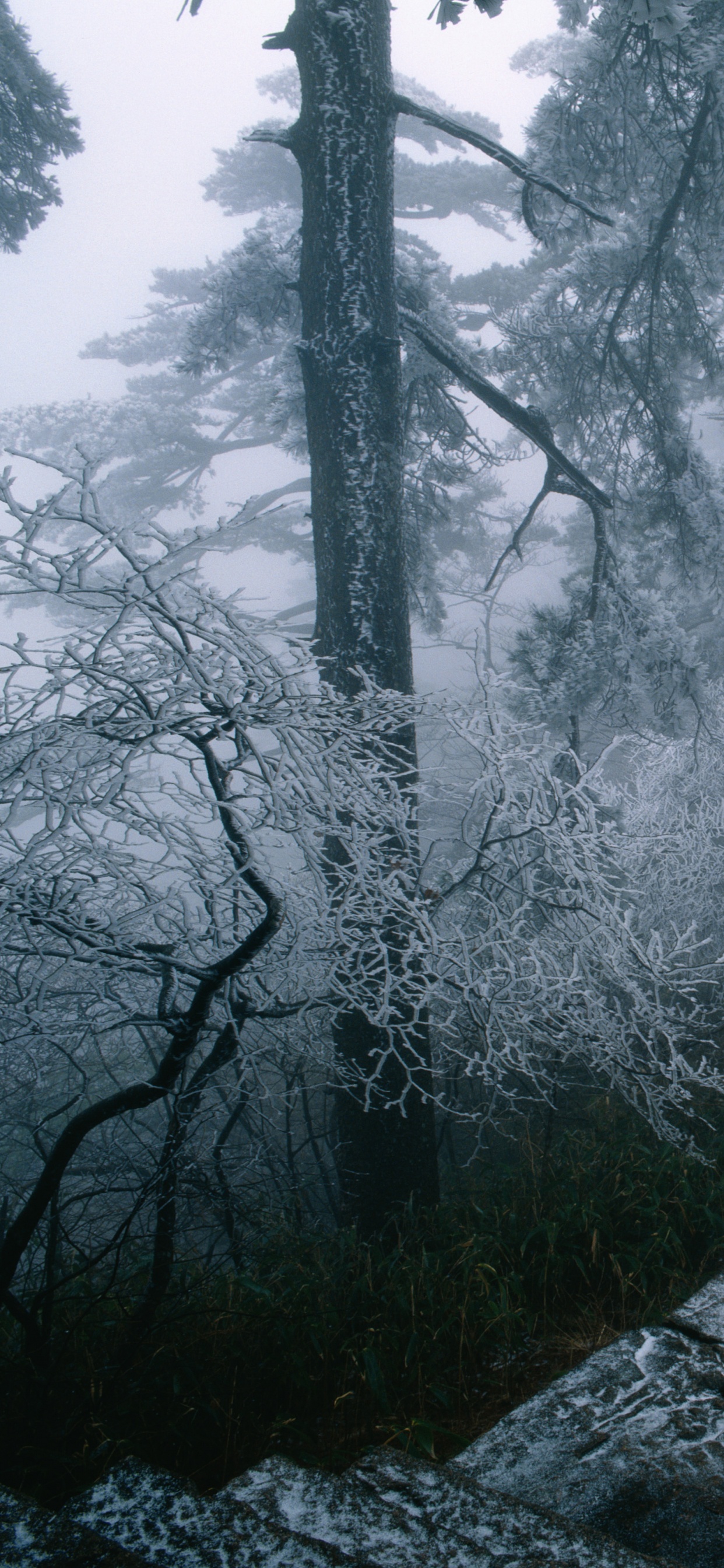 Grayscale Photo of Trees Covered With Snow. Wallpaper in 1242x2688 Resolution