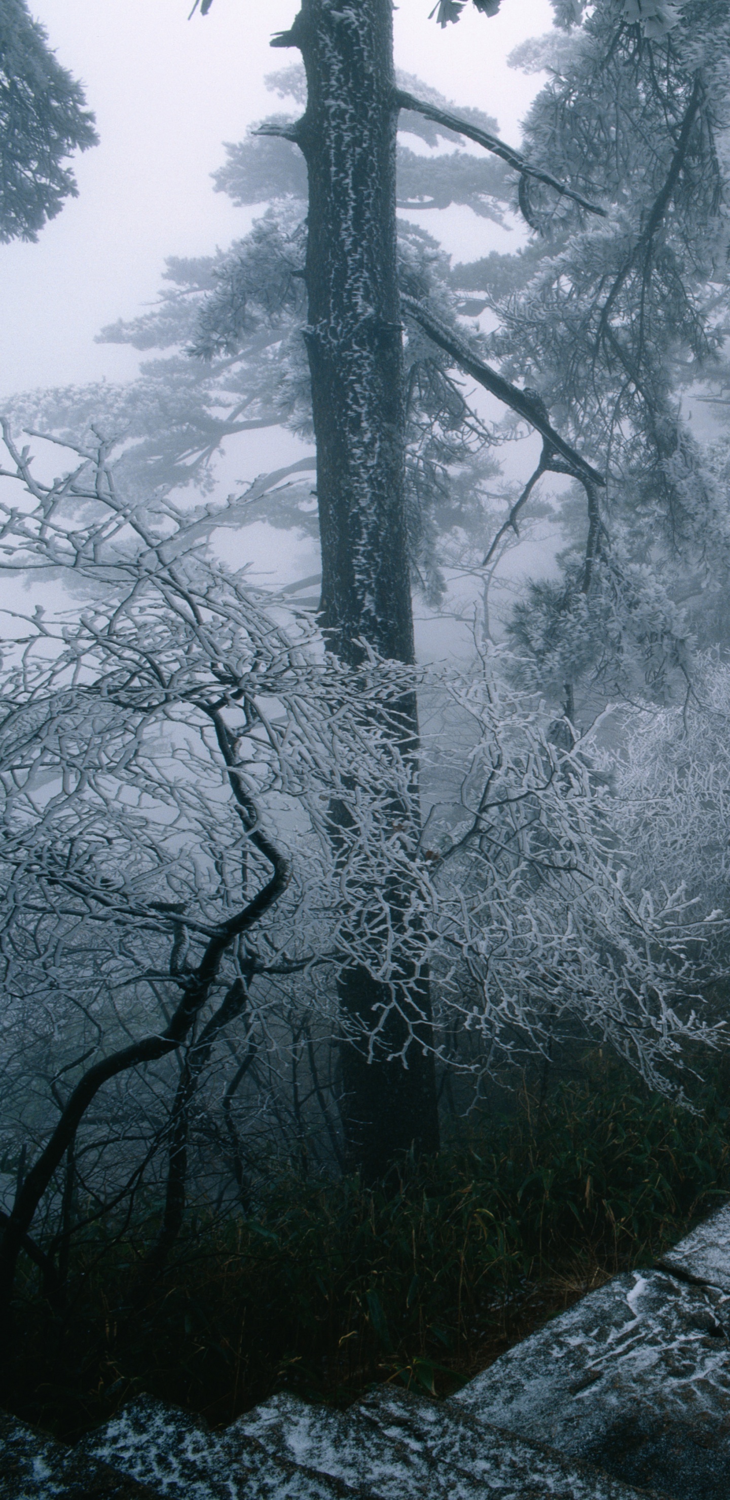 Grayscale Photo of Trees Covered With Snow. Wallpaper in 1440x2960 Resolution