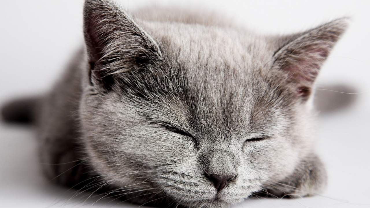 Braune Und Graue Katze Liegt Auf Weißem Textil. Wallpaper in 1280x720 Resolution