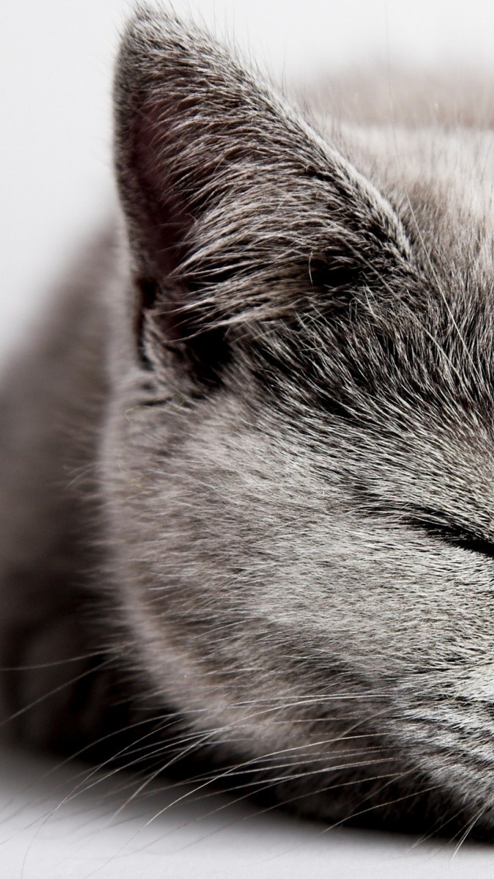 Brown and Gray Cat Lying on White Textile. Wallpaper in 720x1280 Resolution