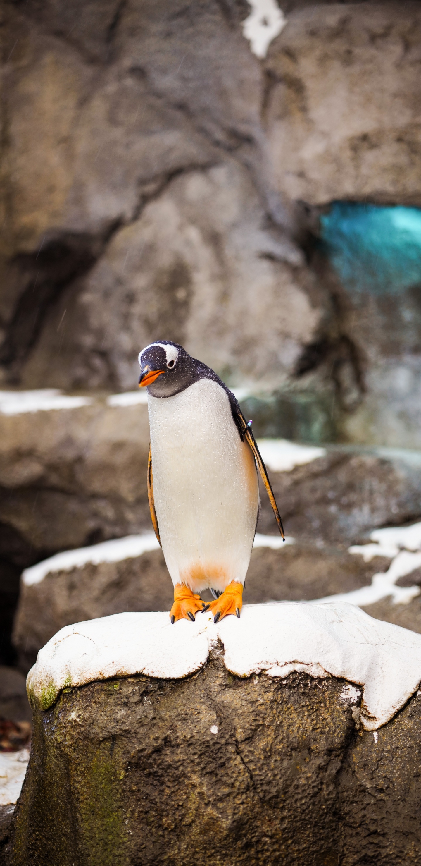 Pinguin Steht Auf Weißem Felsen. Wallpaper in 1440x2960 Resolution