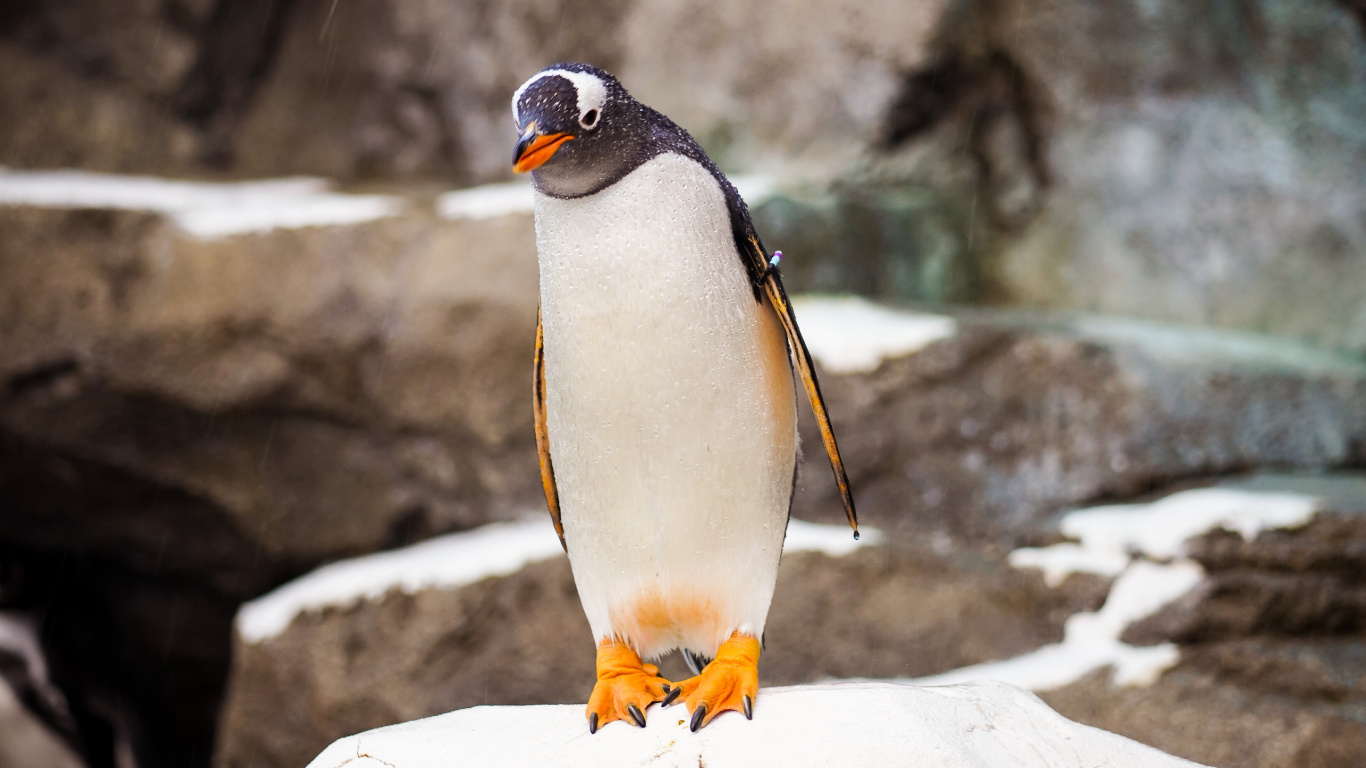 Pingouin Debout Sur un Rocher Blanc. Wallpaper in 1366x768 Resolution