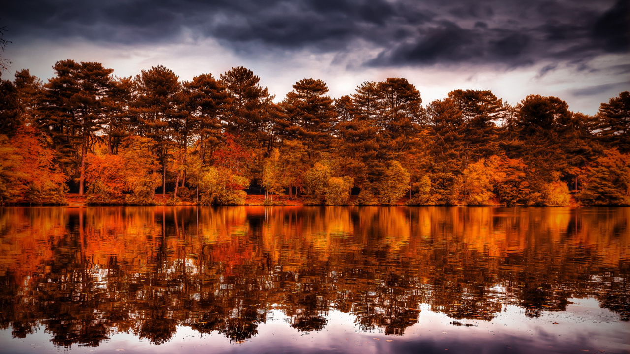 Arbres Bruns à Côté D'un Plan D'eau Pendant la Journée. Wallpaper in 1280x720 Resolution