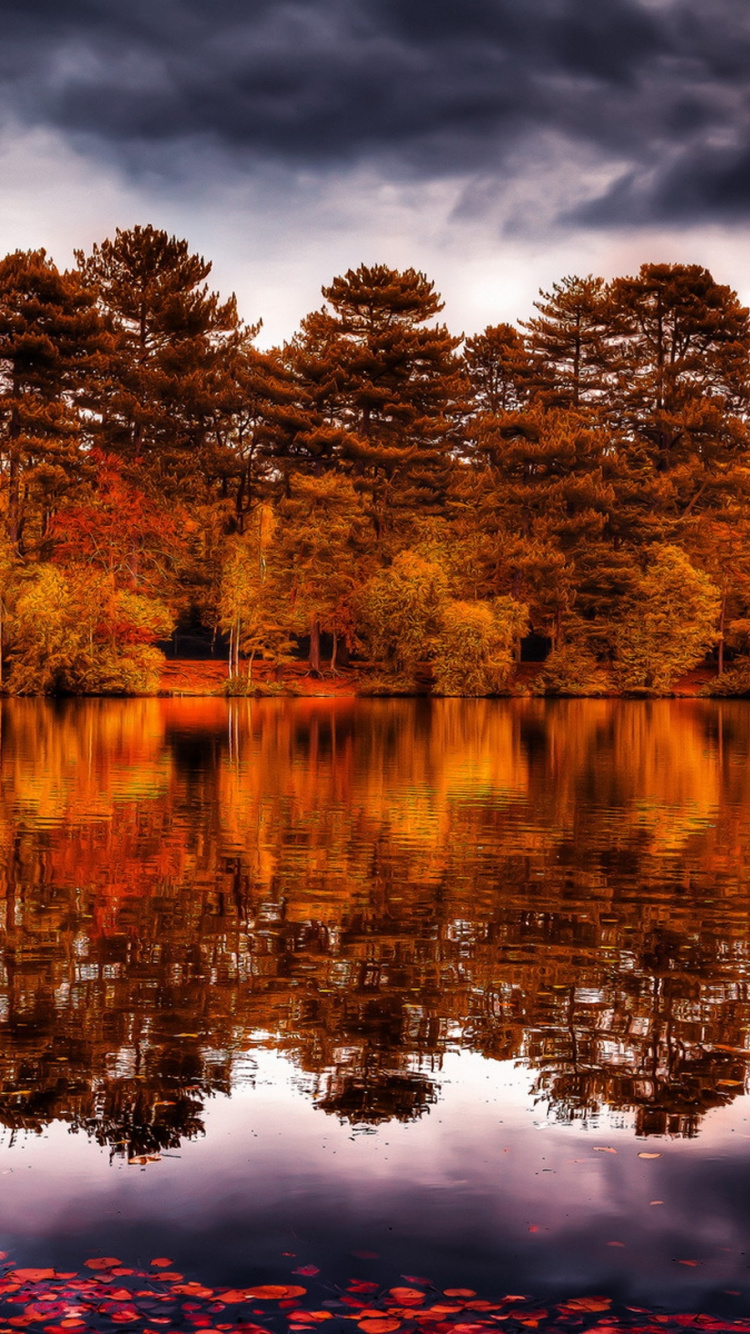 Brown Trees Beside Body of Water During Daytime. Wallpaper in 750x1334 Resolution