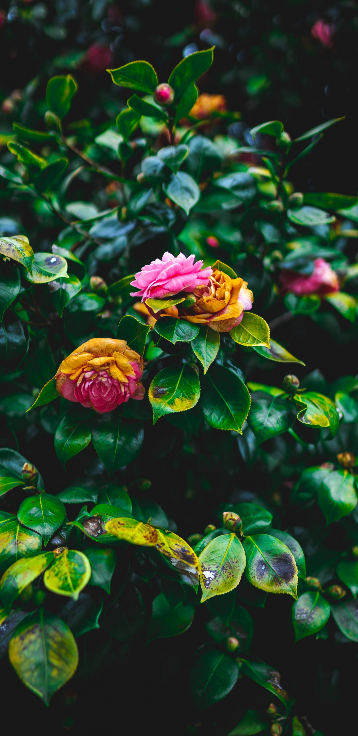 Flor Morada Con Hojas Verdes. Wallpaper in 1440x2960 Resolution
