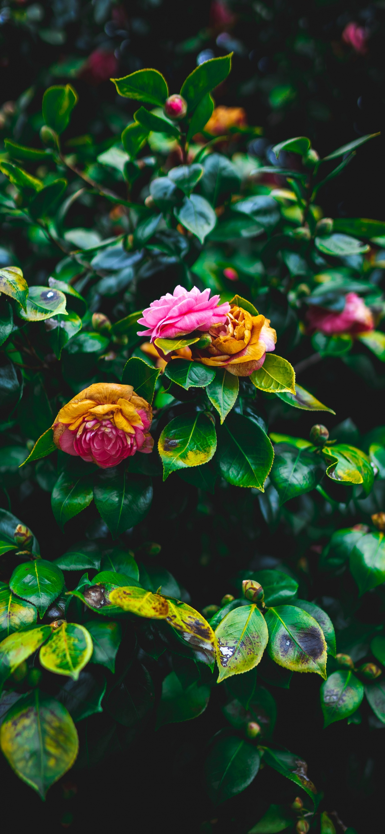 Purple Flower With Green Leaves. Wallpaper in 1242x2688 Resolution