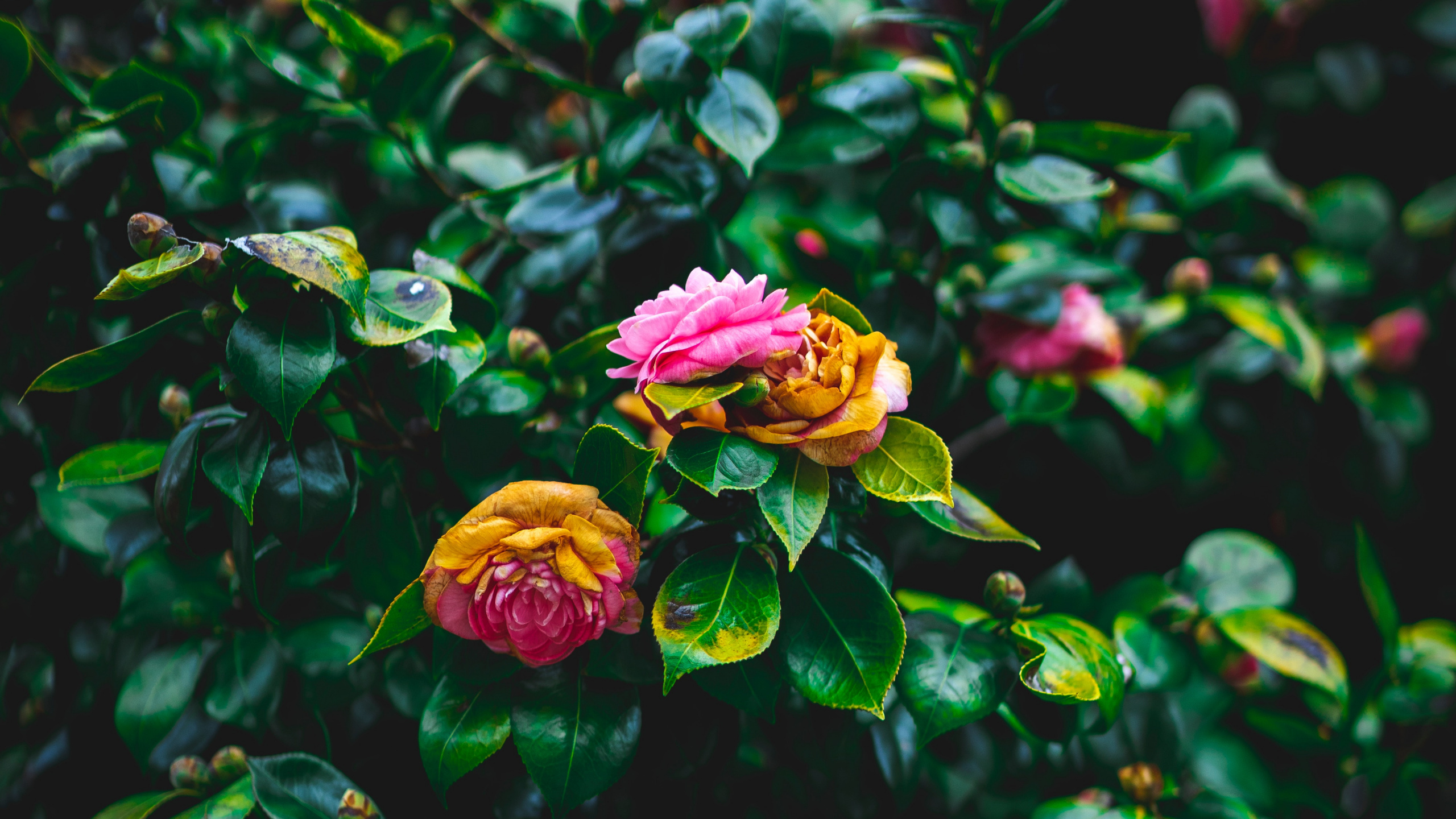 Purple Flower With Green Leaves. Wallpaper in 2560x1440 Resolution