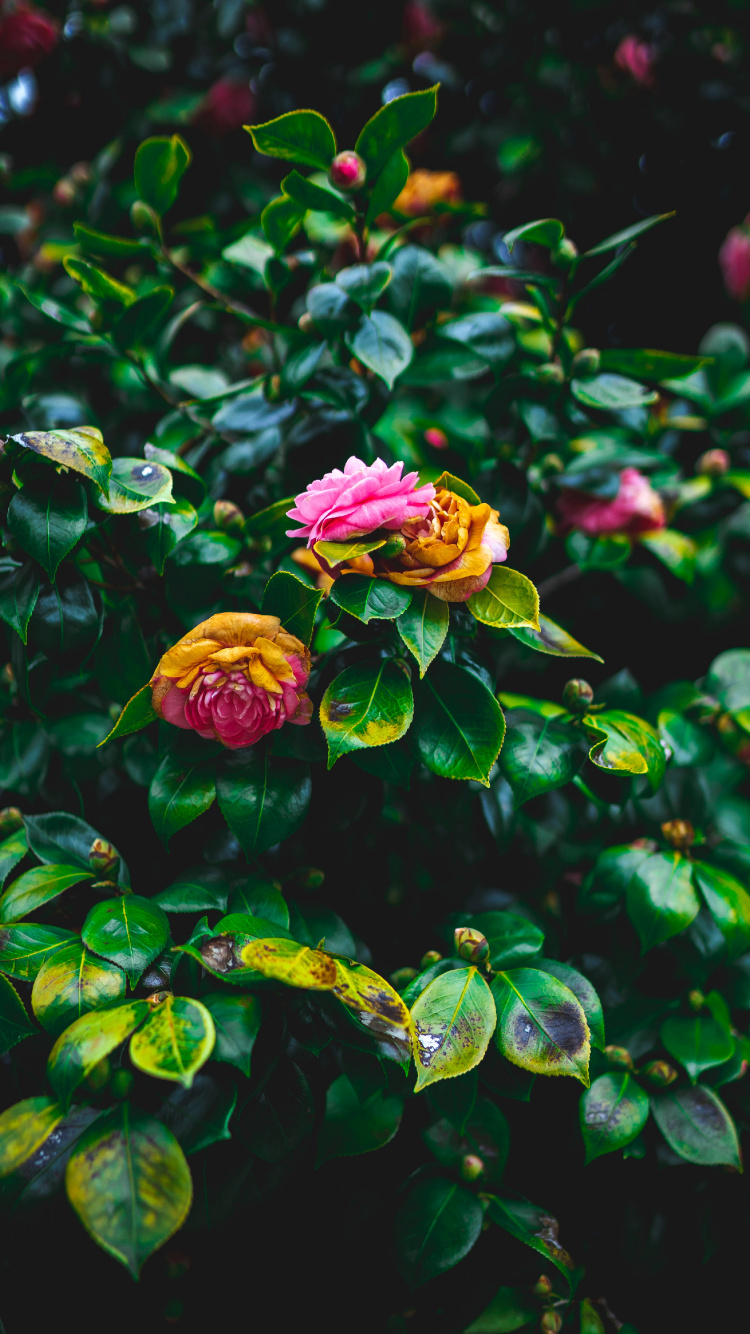 Purple Flower With Green Leaves. Wallpaper in 750x1334 Resolution