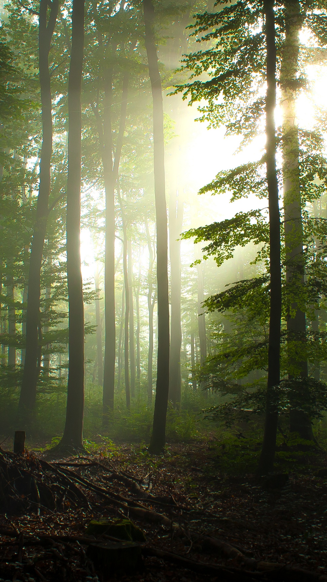 Green Trees Under White Sky During Daytime. Wallpaper in 1080x1920 Resolution