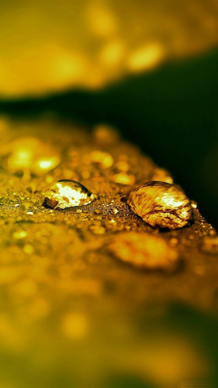 Blatt, Feuchtigkeit, Tau, Wasser, Gr. Wallpaper in 750x1334 Resolution