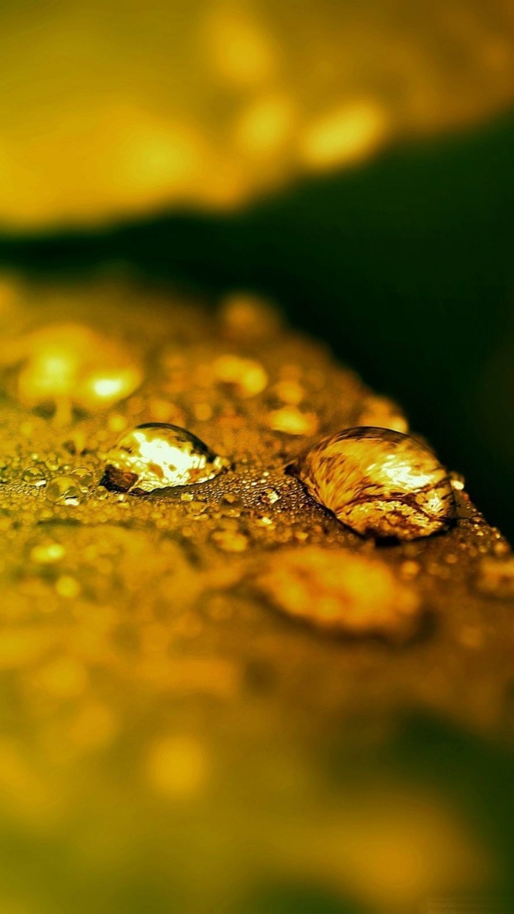 Leaf, Moisture, Dew, Water, Green. Wallpaper in 720x1280 Resolution