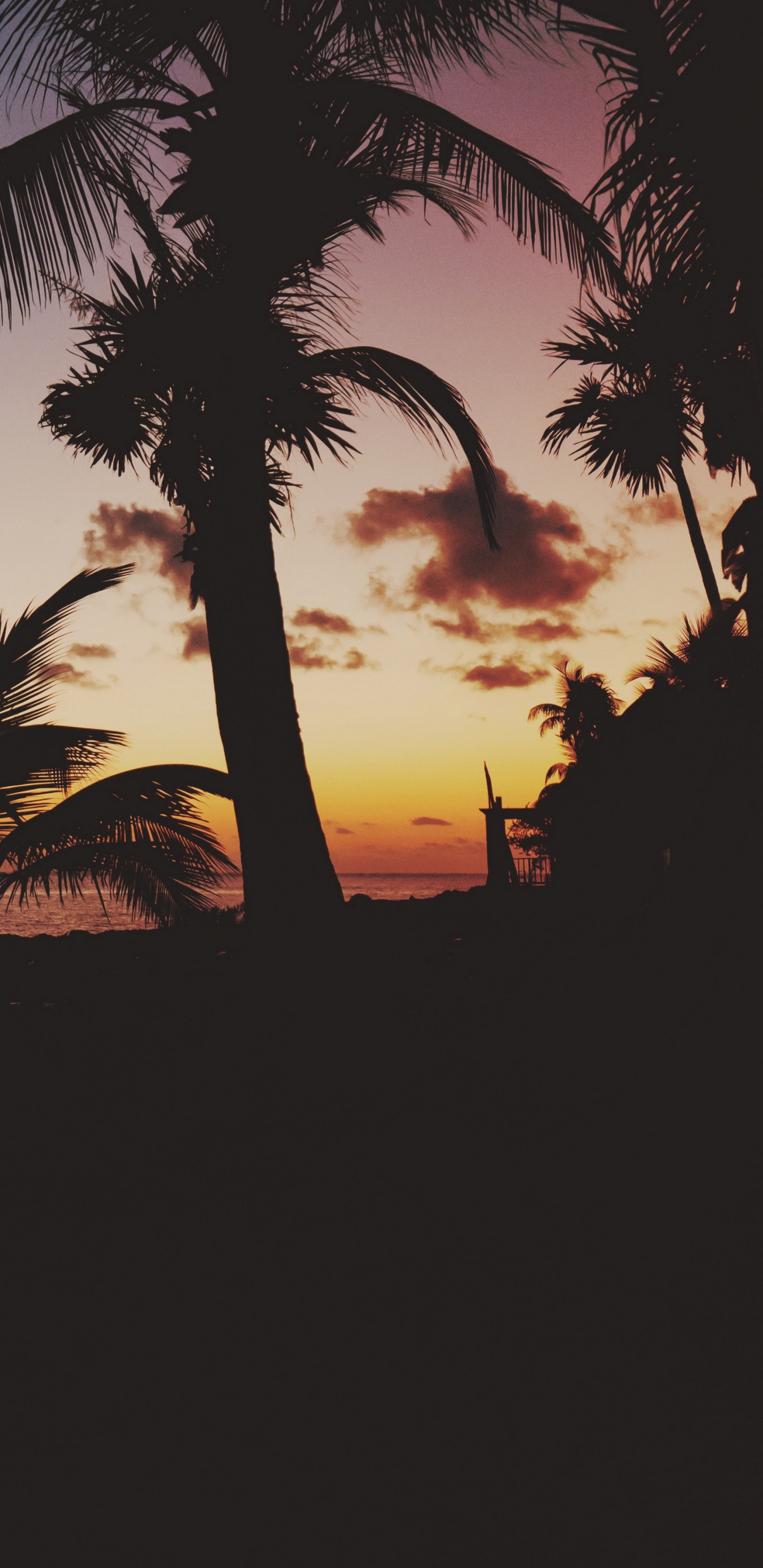Silhouette de Palmier Près D'un Plan D'eau Pendant le Coucher du Soleil. Wallpaper in 1440x2960 Resolution