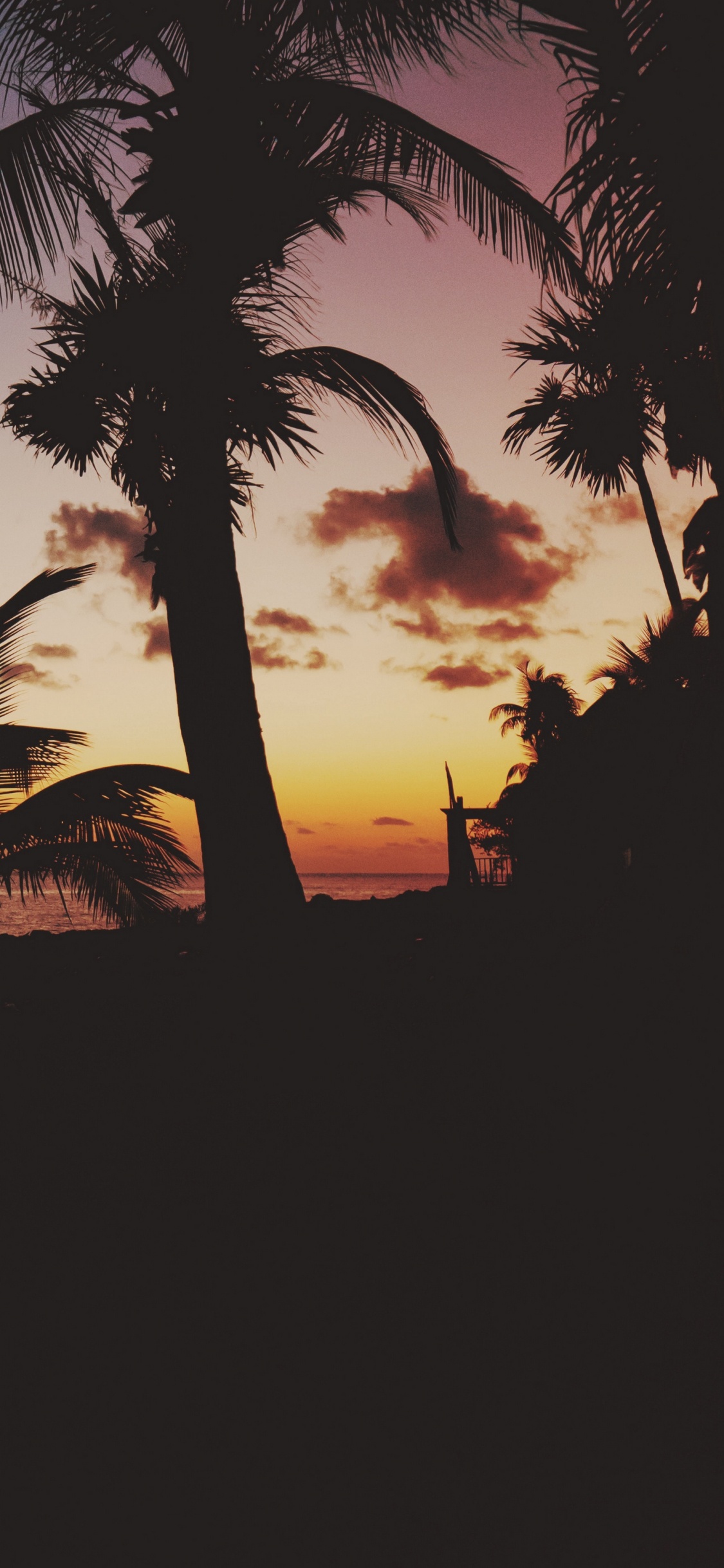 Silhouette of Palm Tree Near Body of Water During Sunset. Wallpaper in 1125x2436 Resolution
