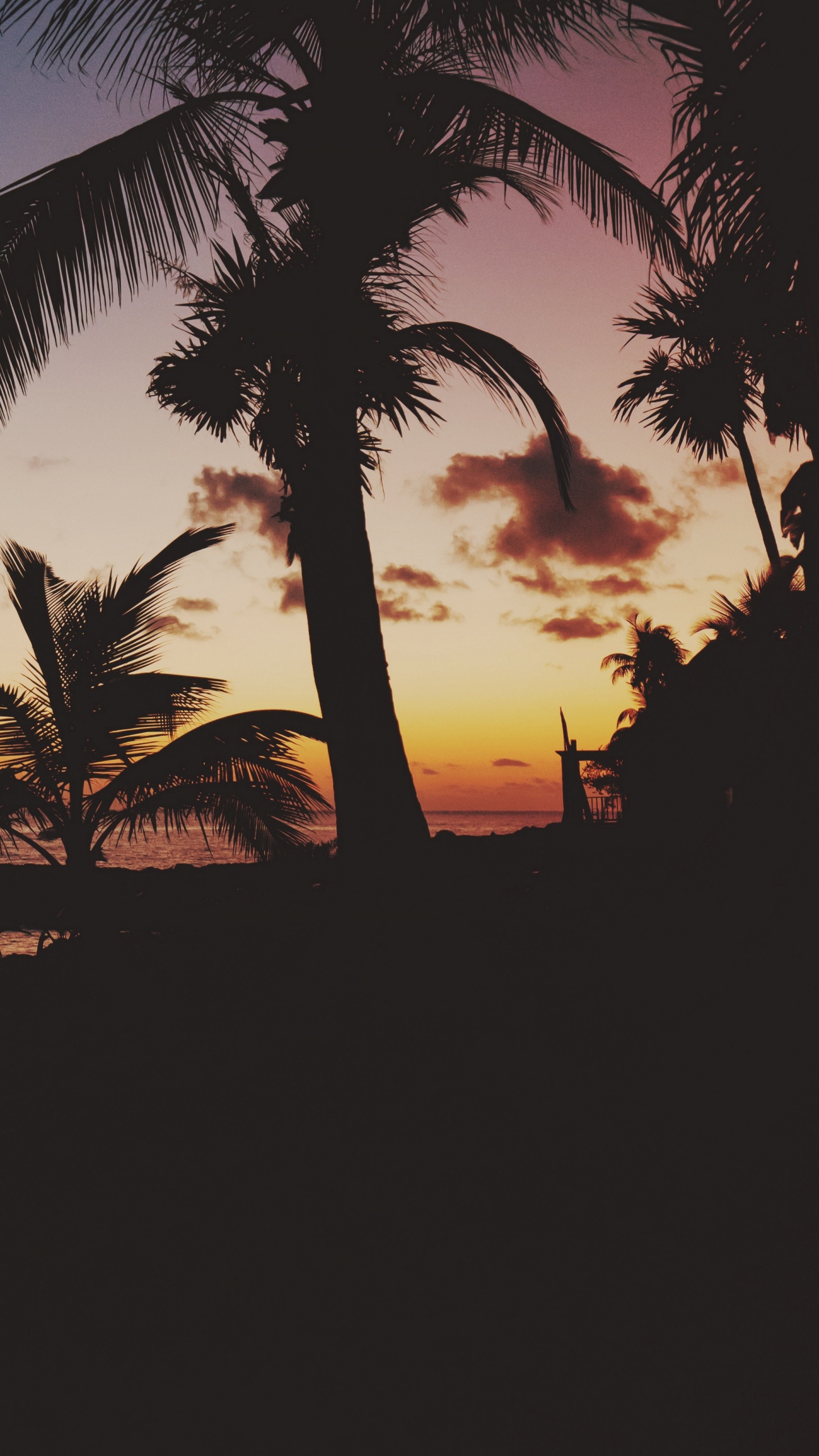 Silhouette of Palm Tree Near Body of Water During Sunset. Wallpaper in 1440x2560 Resolution