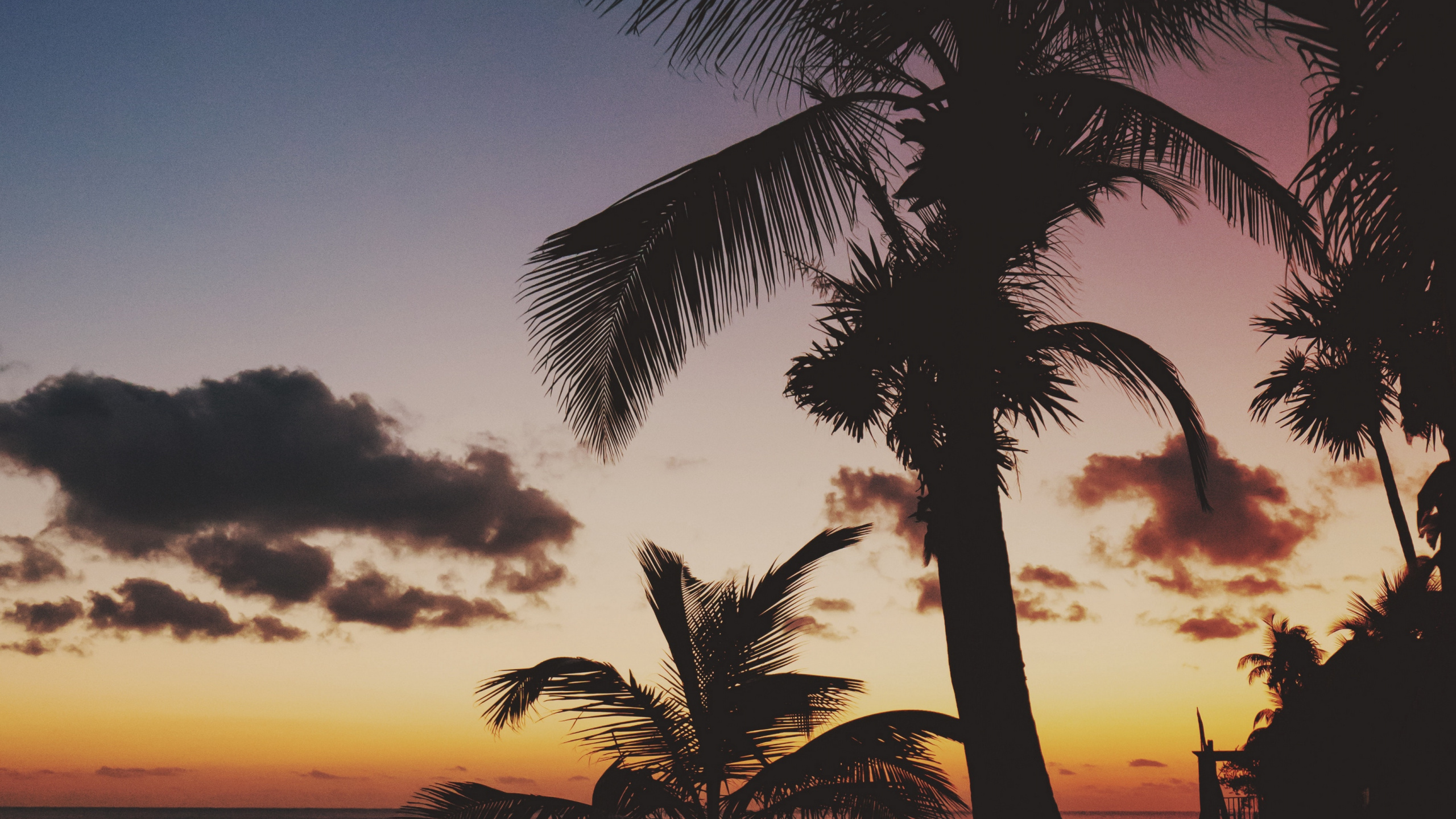 Silhouette of Palm Tree Near Body of Water During Sunset. Wallpaper in 2560x1440 Resolution