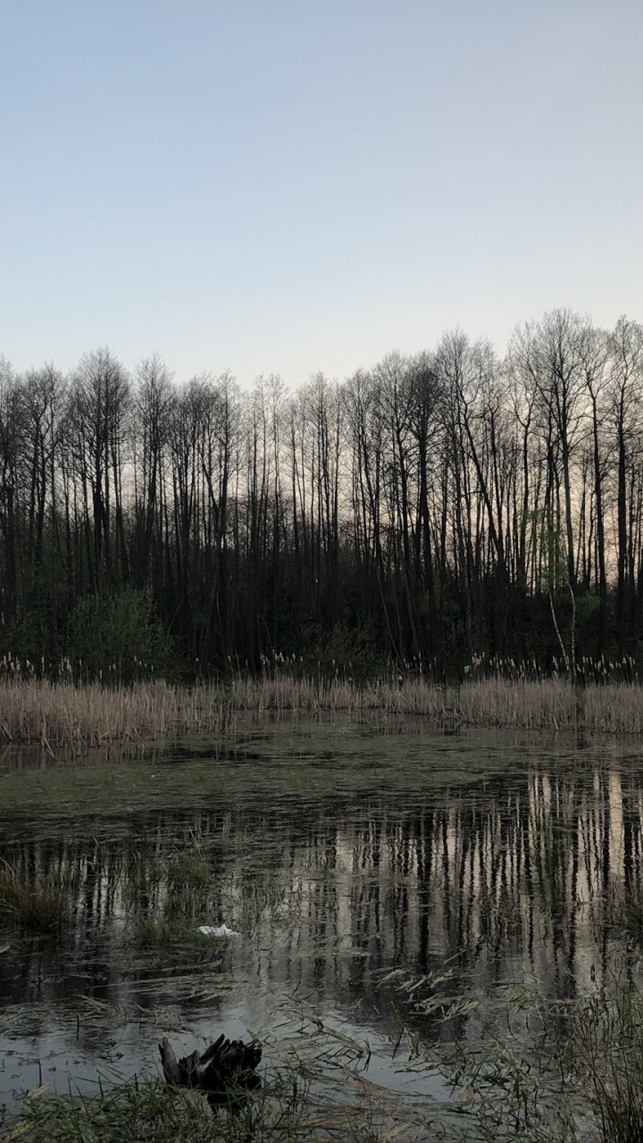 性质, 自然景观, 自然环境, 沼泽, 湿地 壁纸 720x1280 允许