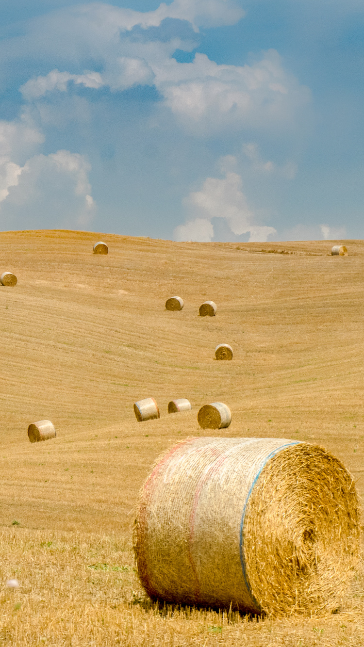Heu, Grünland, Feld, Stroh, Ebene. Wallpaper in 750x1334 Resolution