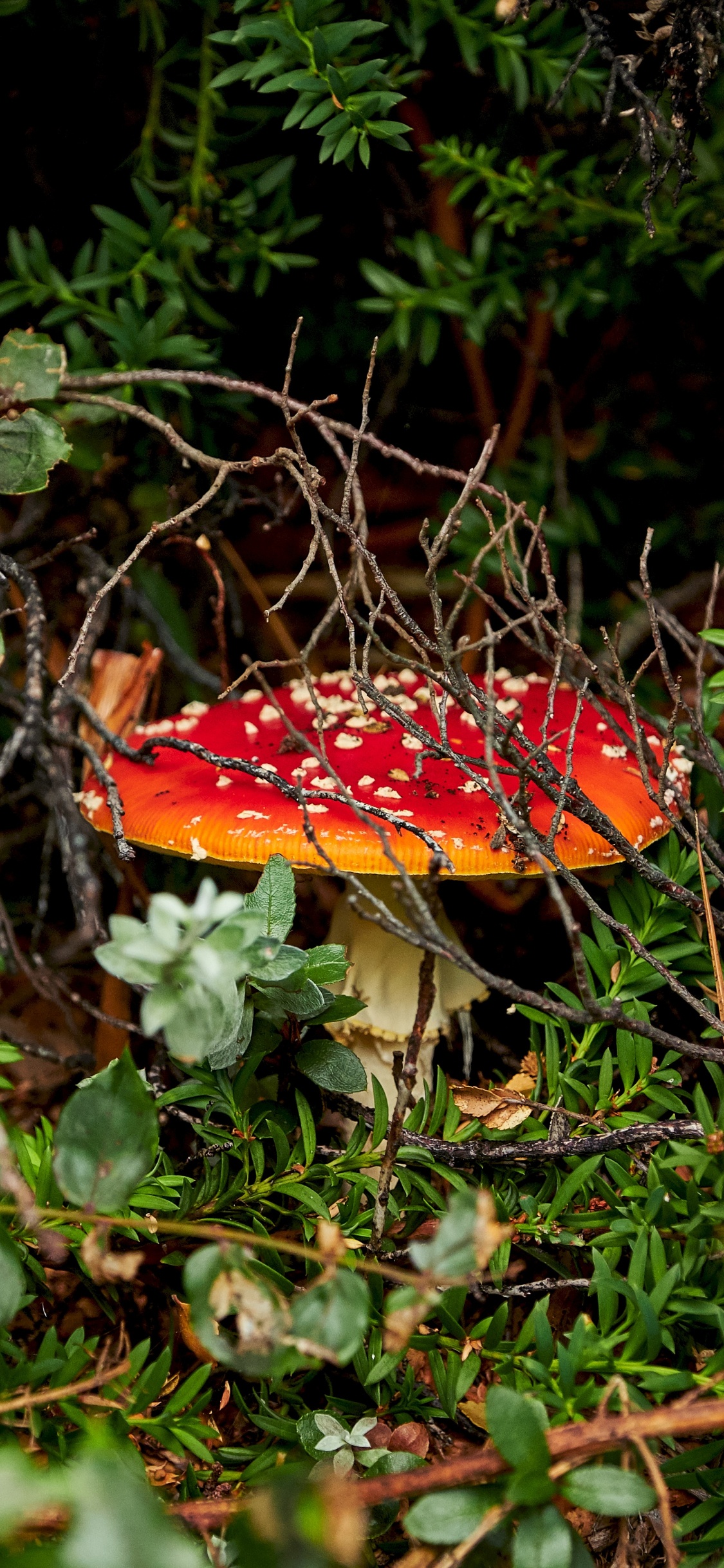 Agariomyceten, Pilz, Fliegenpilz, Naturlandschaft, Heilpilz. Wallpaper in 1125x2436 Resolution