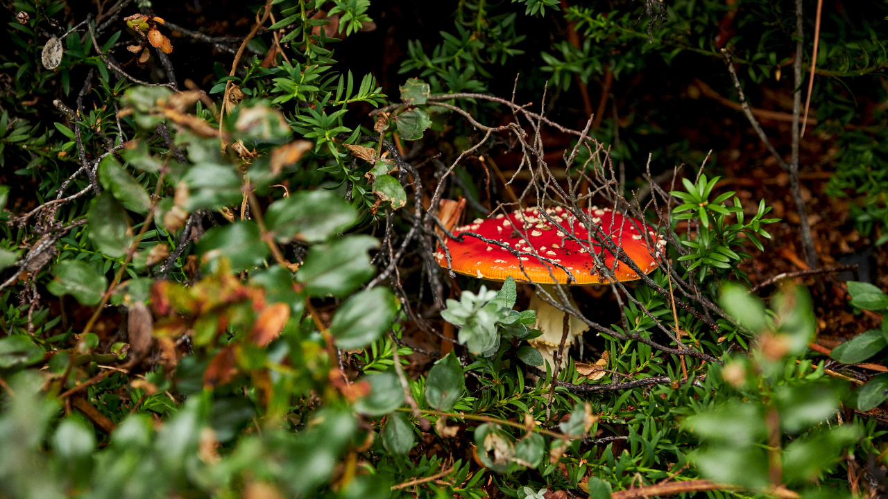 Agariomyceten, Pilz, Fliegenpilz, Naturlandschaft, Heilpilz. Wallpaper in 1280x720 Resolution
