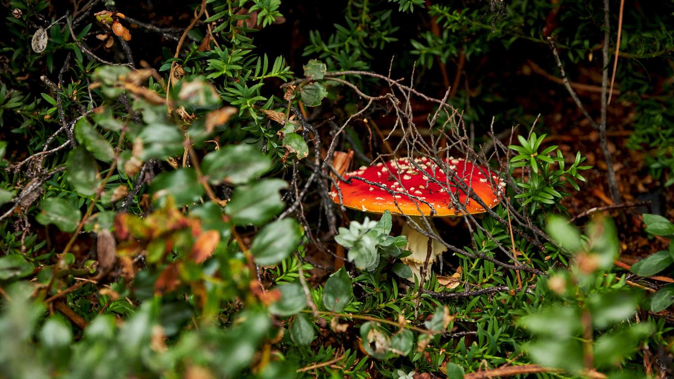 Agariomyceten, Pilz, Fliegenpilz, Naturlandschaft, Heilpilz. Wallpaper in 1366x768 Resolution