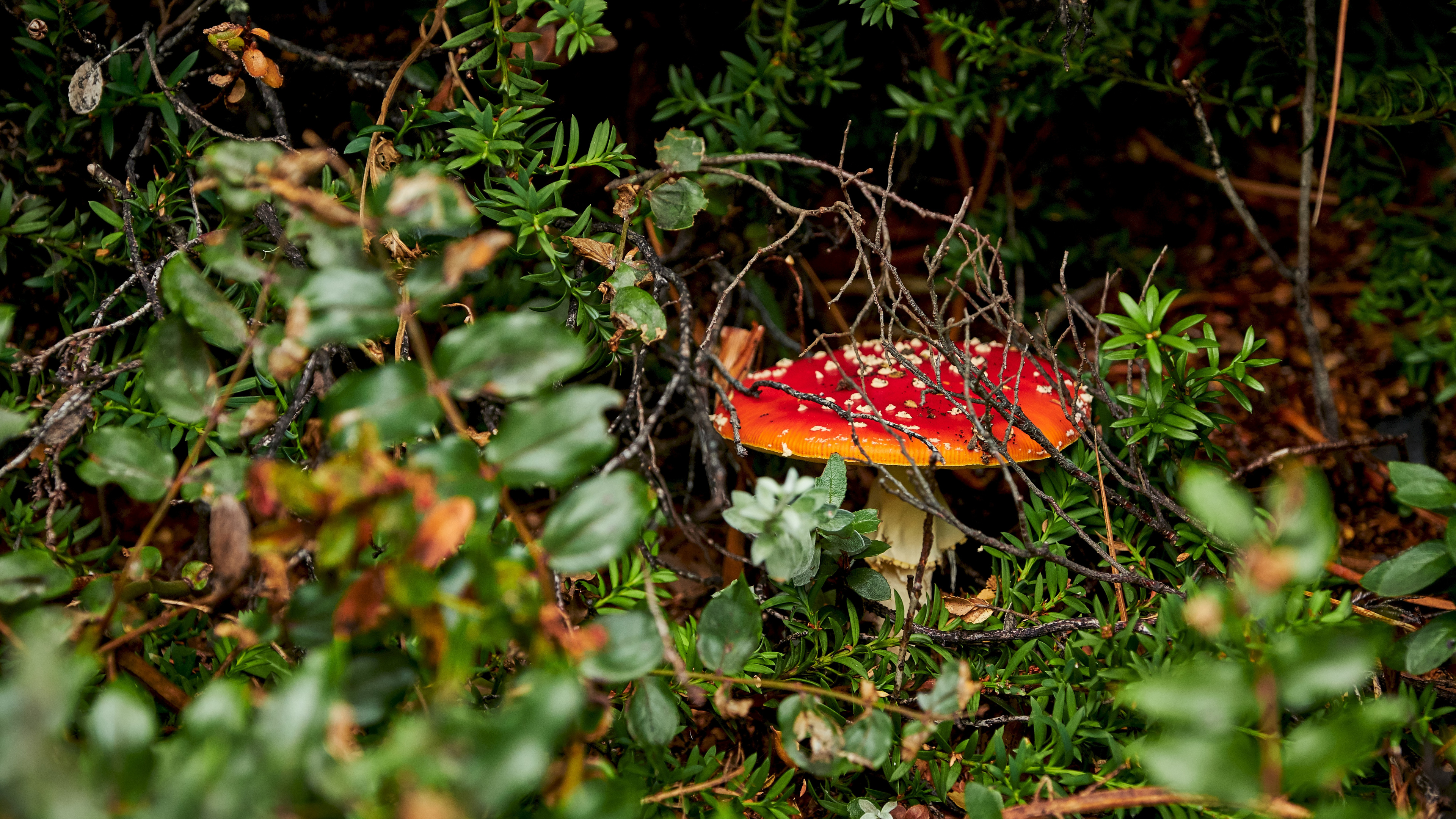 Agariomyceten, Pilz, Fliegenpilz, Naturlandschaft, Heilpilz. Wallpaper in 3840x2160 Resolution