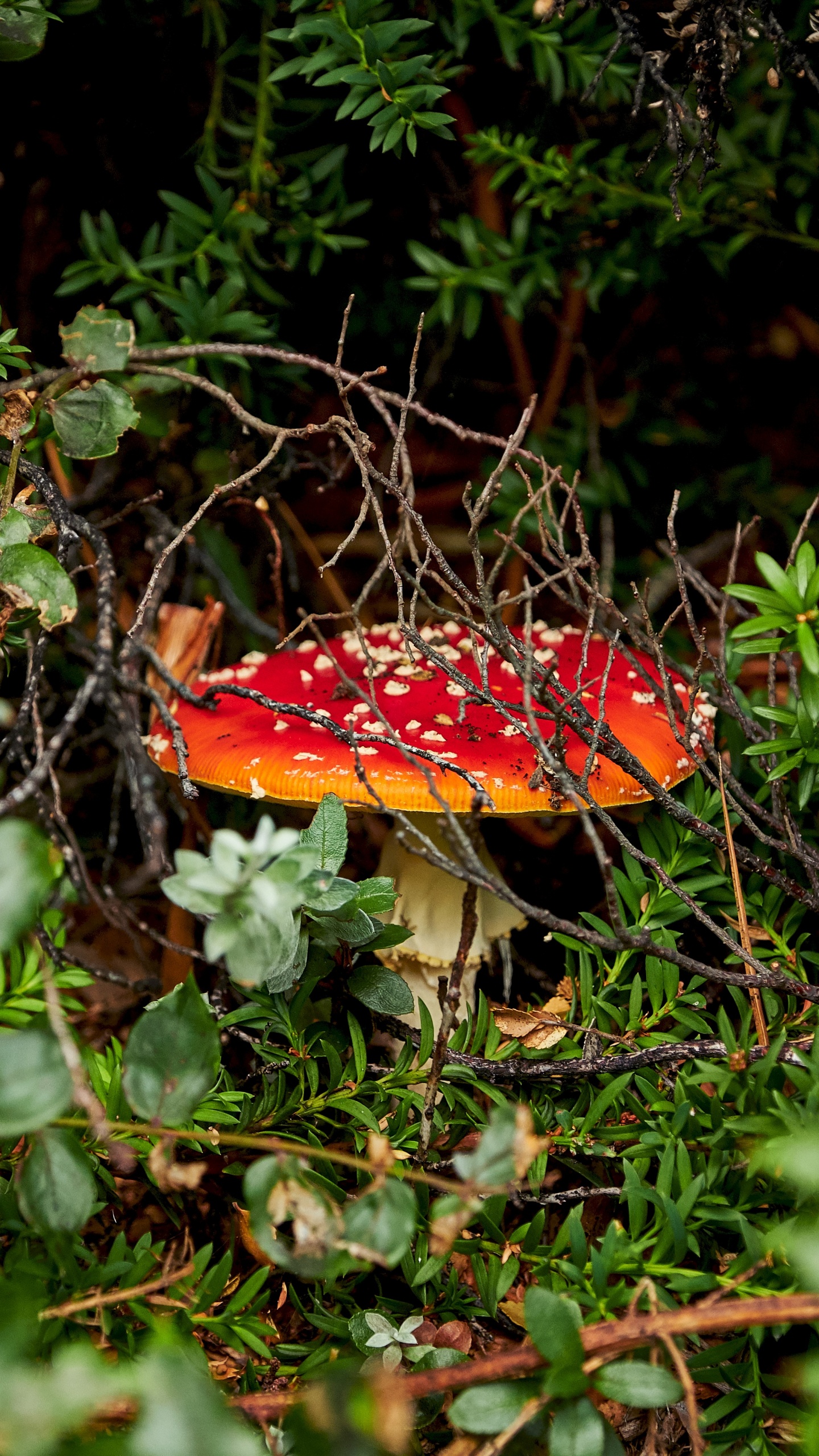 Les Agaricomycètes, Champignon, Amanite, Paysage Naturel, Champignon Médicinal. Wallpaper in 1440x2560 Resolution