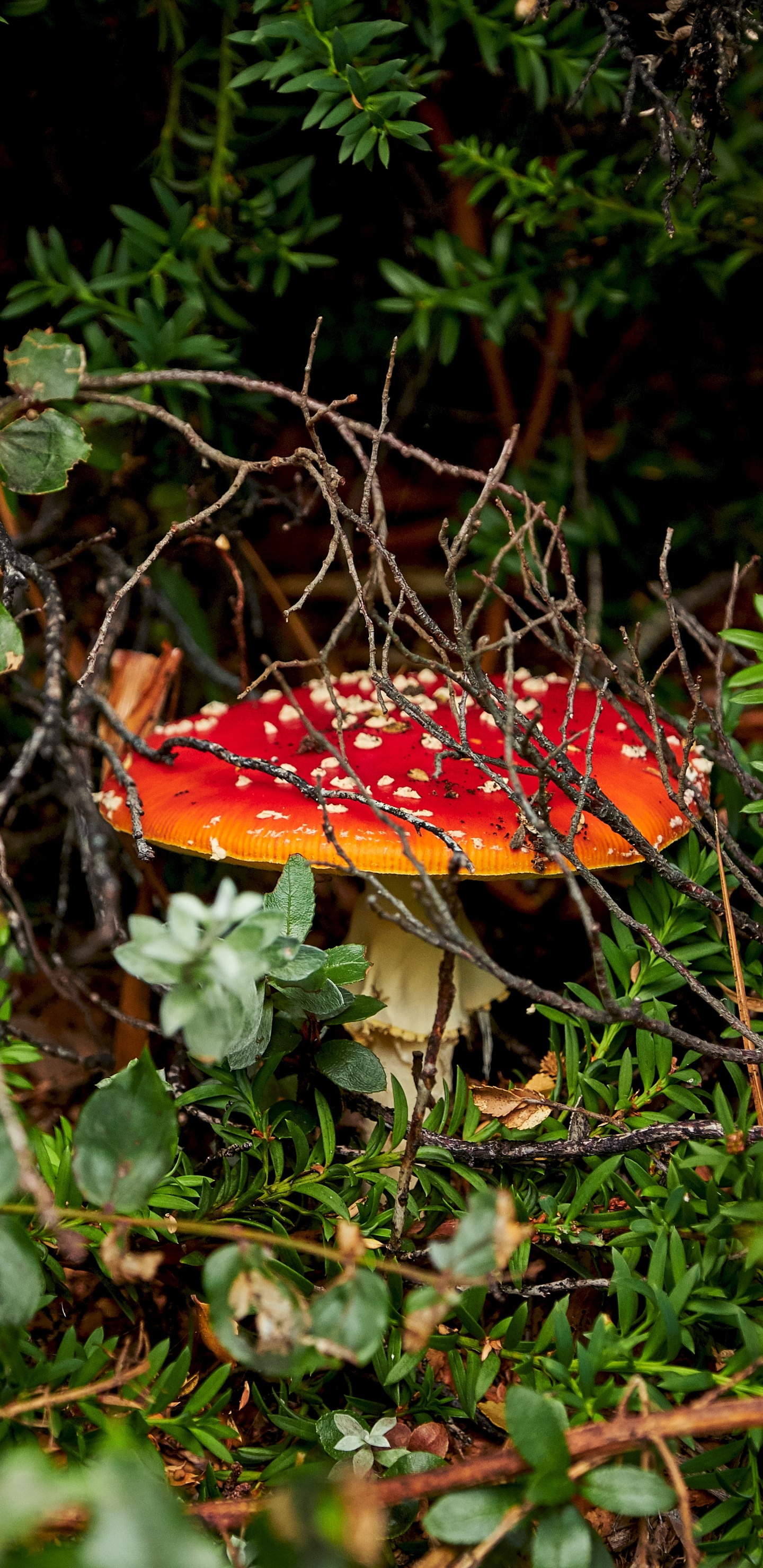 Les Agaricomycètes, Champignon, Amanite, Paysage Naturel, Champignon Médicinal. Wallpaper in 1440x2960 Resolution