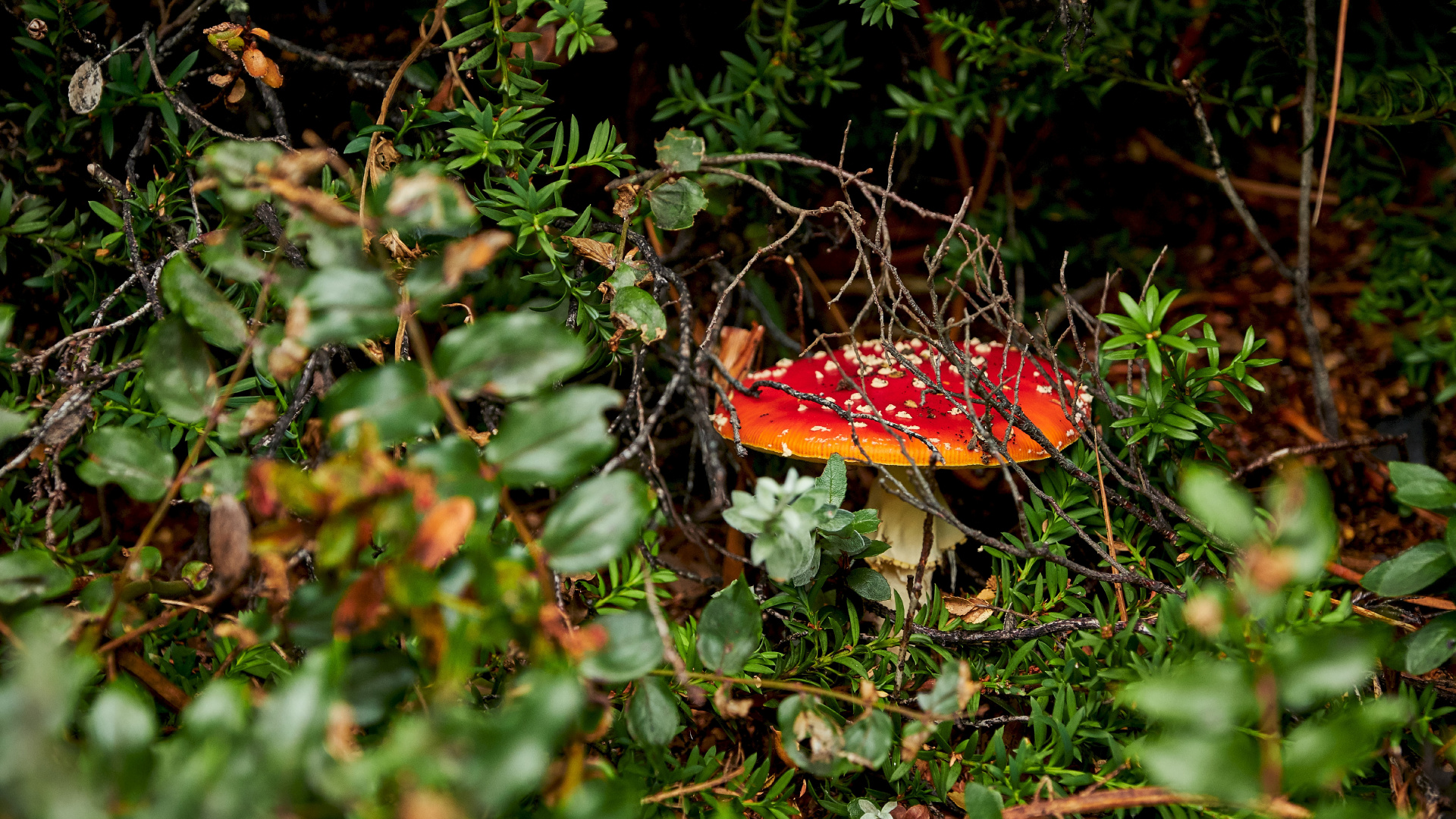 Les Agaricomycètes, Champignon, Amanite, Paysage Naturel, Champignon Médicinal. Wallpaper in 1920x1080 Resolution