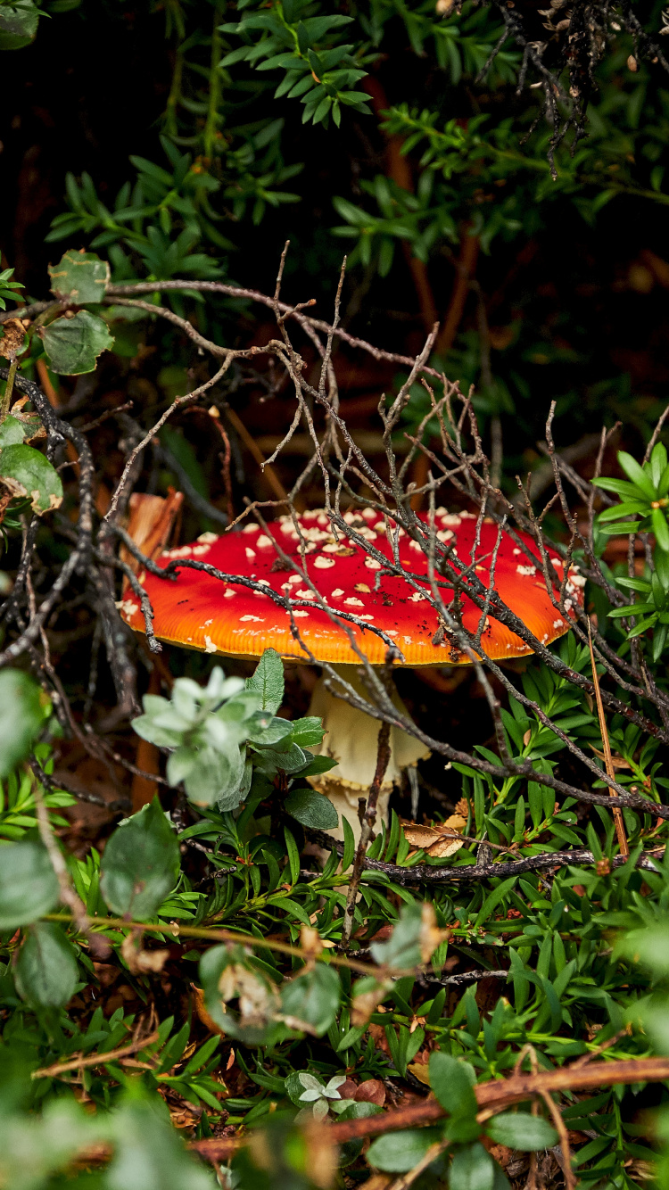 Les Agaricomycètes, Champignon, Amanite, Paysage Naturel, Champignon Médicinal. Wallpaper in 750x1334 Resolution