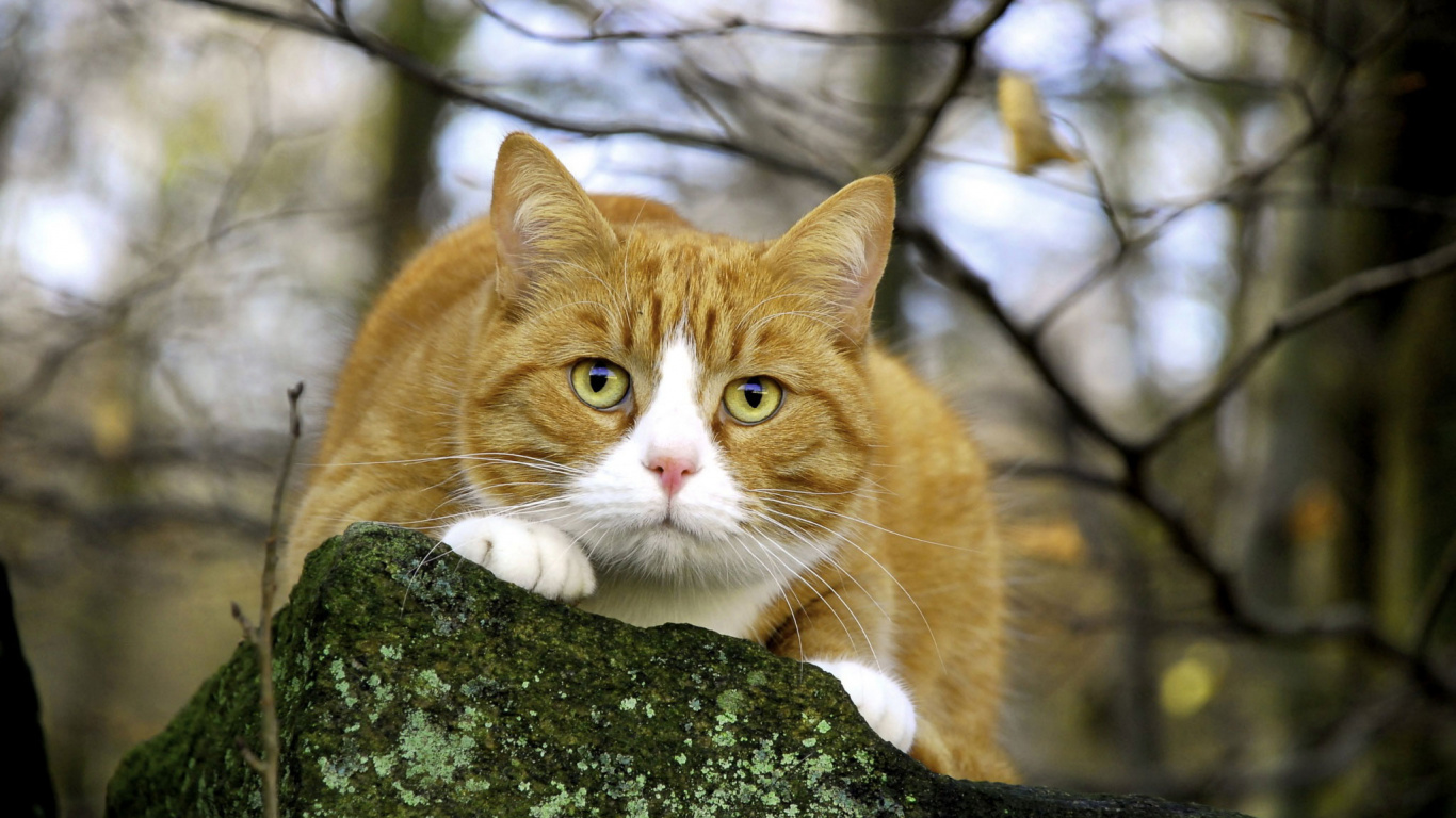 Orange Getigerte Katze Auf Ast. Wallpaper in 1366x768 Resolution