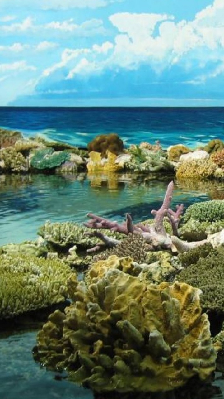 Weißes Und Braunes Korallenriff am Blauen Meer Tagsüber. Wallpaper in 720x1280 Resolution