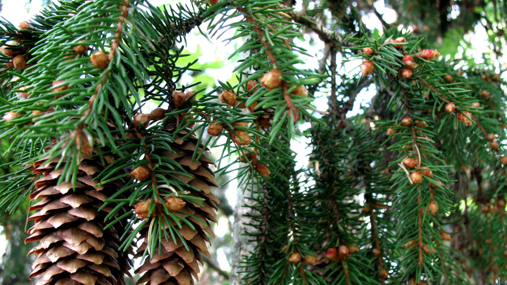 Cono de Pino Verde en Árbol Verde Durante el Día. Wallpaper in 1920x1080 Resolution