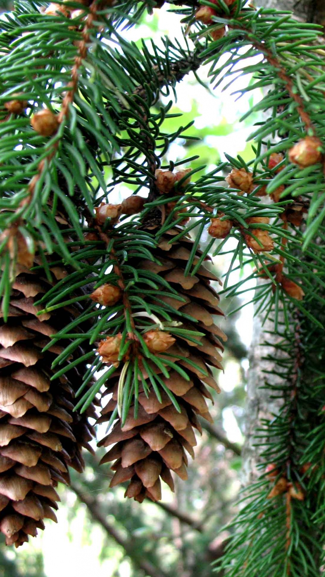 Grüner Tannenzapfen Auf Grünem Baum Tagsüber. Wallpaper in 1080x1920 Resolution