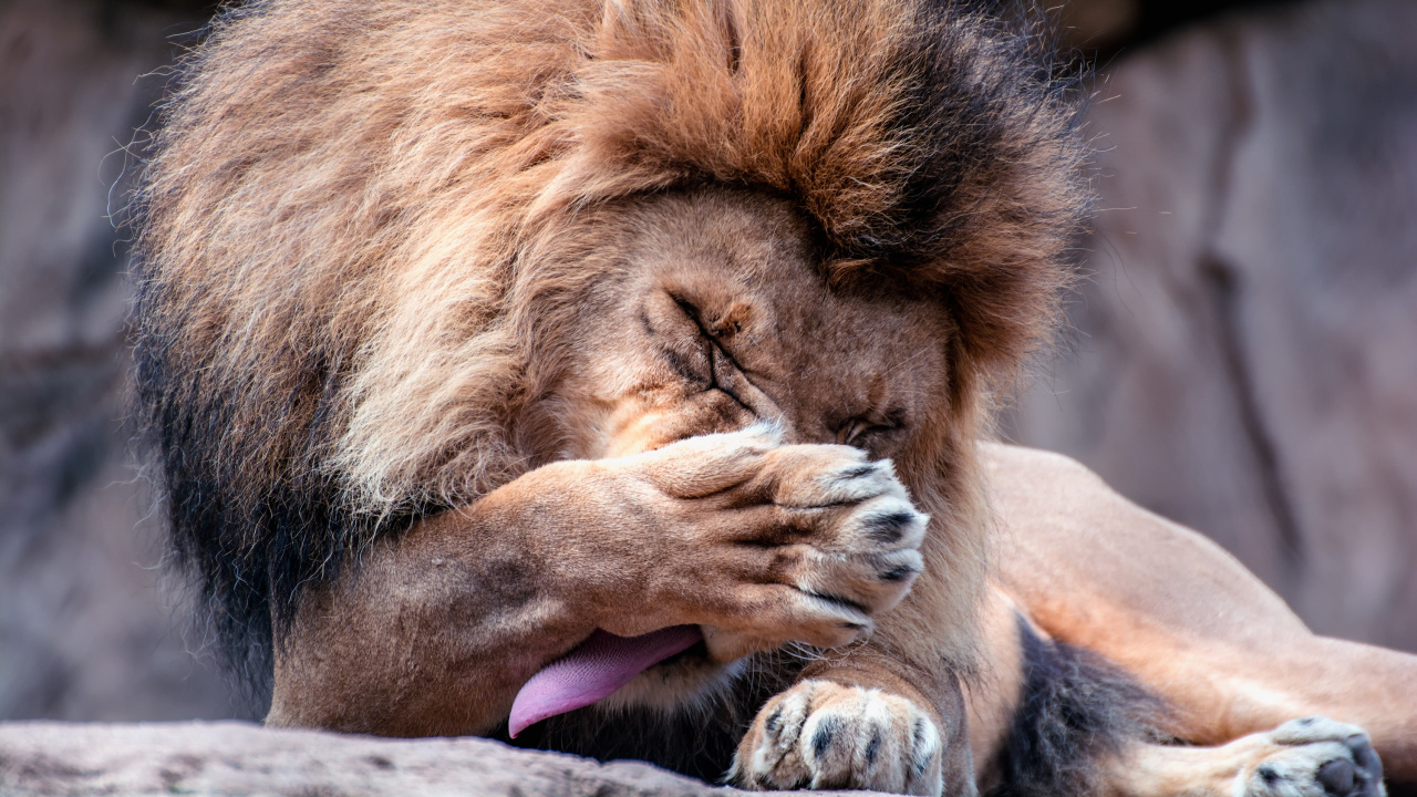 Lion Lying on Brown Rock During Daytime. Wallpaper in 1280x720 Resolution