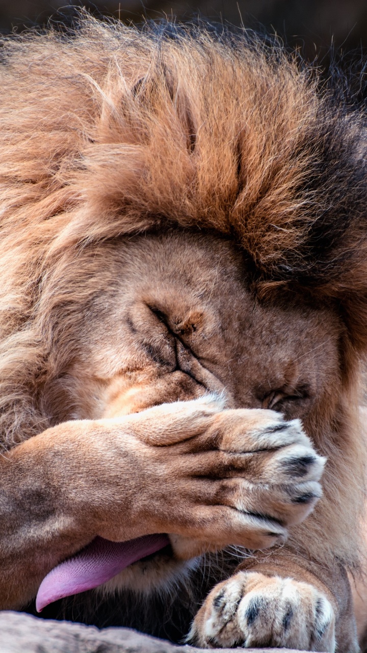 Lion Allongé Sur un Rocher Brun Pendant la Journée. Wallpaper in 720x1280 Resolution