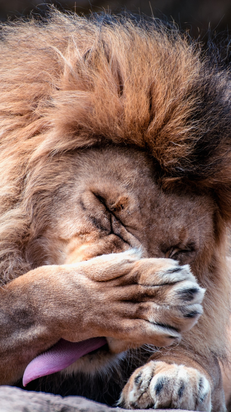 Lion Allongé Sur un Rocher Brun Pendant la Journée. Wallpaper in 750x1334 Resolution