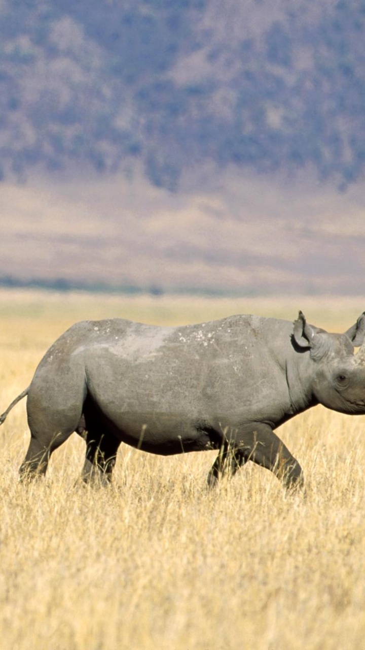 Rhinocéros Gris Sur Terrain D'herbe Brune Pendant la Journée. Wallpaper in 720x1280 Resolution