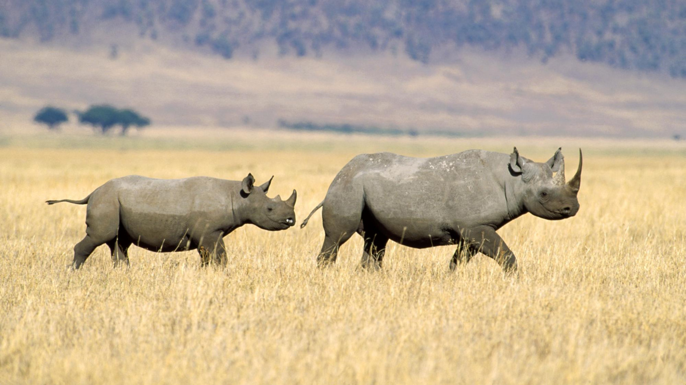 Gray Rhinoceros on Brown Grass Field During Daytime. Wallpaper in 1366x768 Resolution