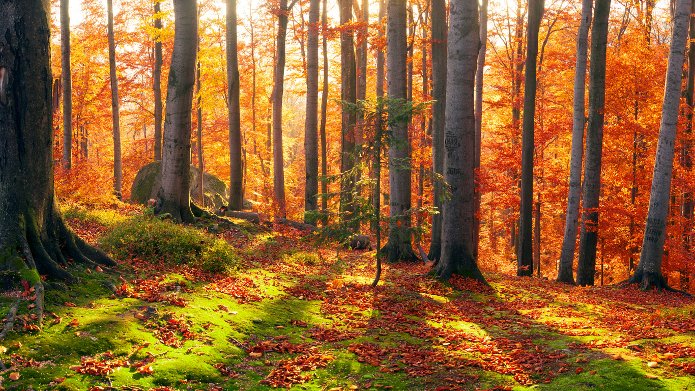 Brown Trees on Green Grass Field During Daytime. Wallpaper in 1366x768 Resolution