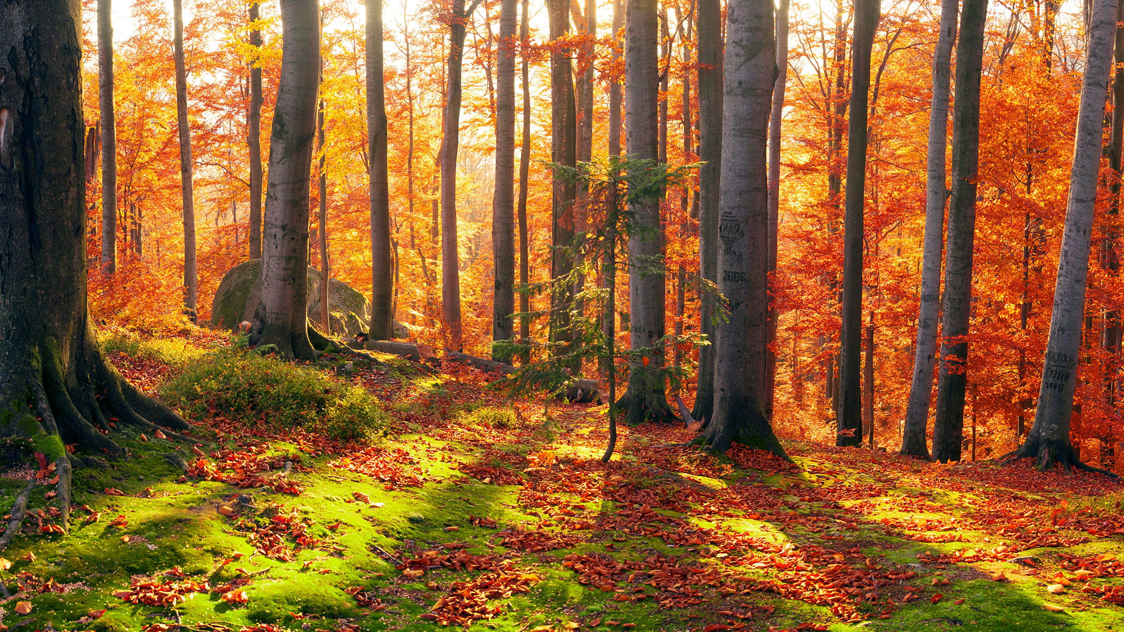 Brown Trees on Green Grass Field During Daytime. Wallpaper in 3840x2160 Resolution