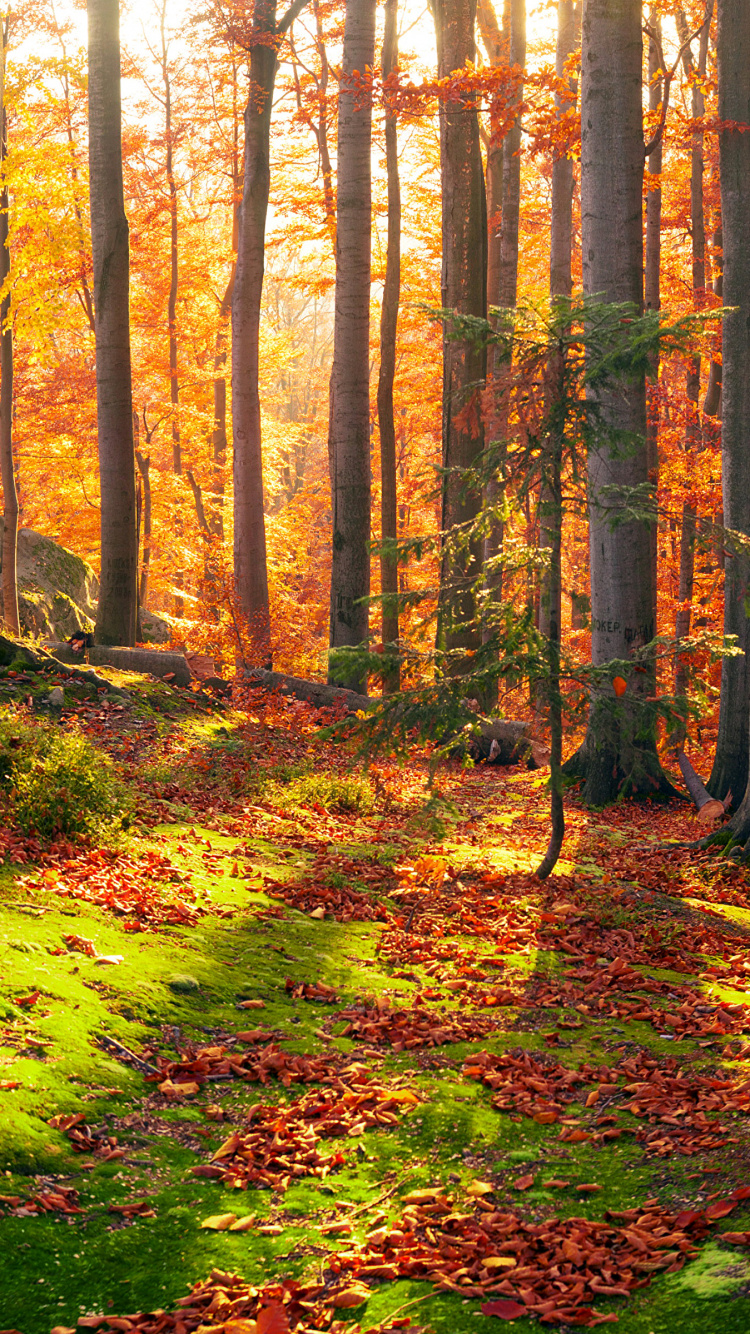Brown Trees on Green Grass Field During Daytime. Wallpaper in 750x1334 Resolution