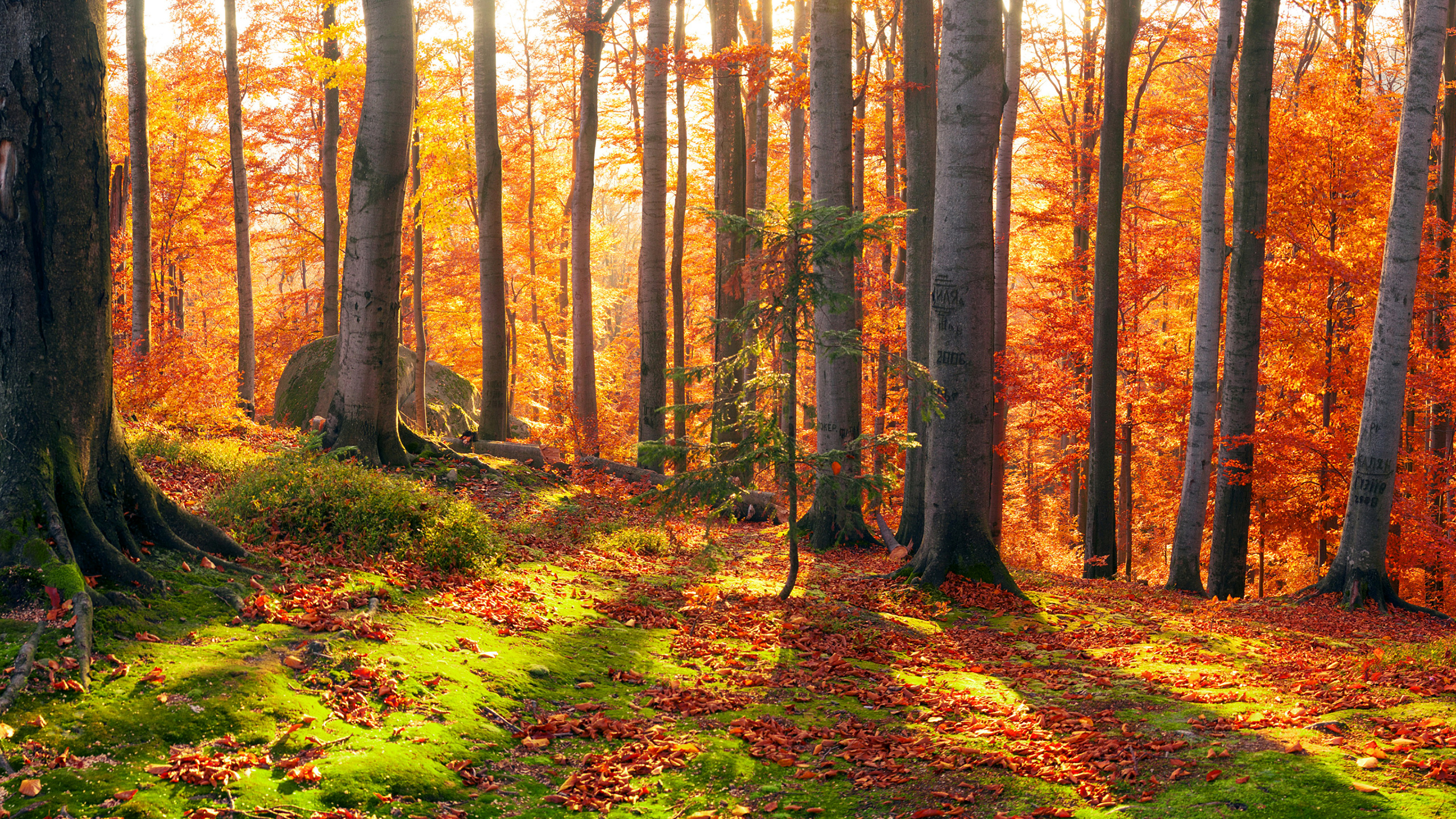 Braune Bäume Auf Grünem Grasfeld Tagsüber. Wallpaper in 2560x1440 Resolution