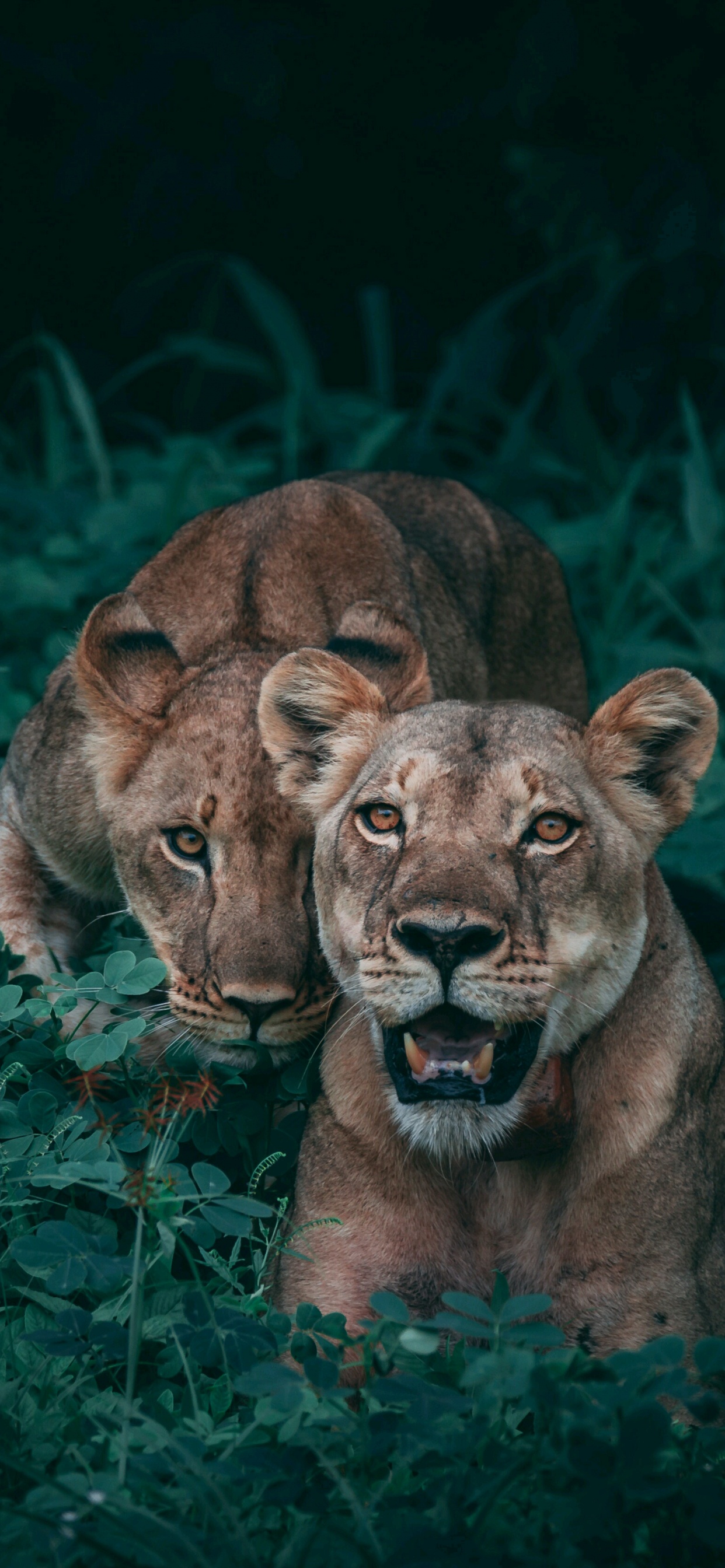 Brown Lioness Lying on Green Grass. Wallpaper in 1242x2688 Resolution